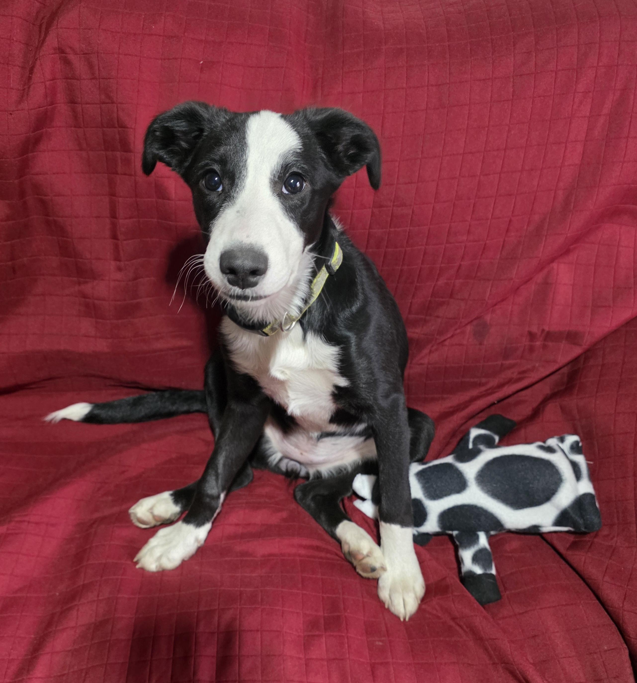 Enlarge Josie, a ADOPTABLE mixed breed in Lisbon, IA image 3/6