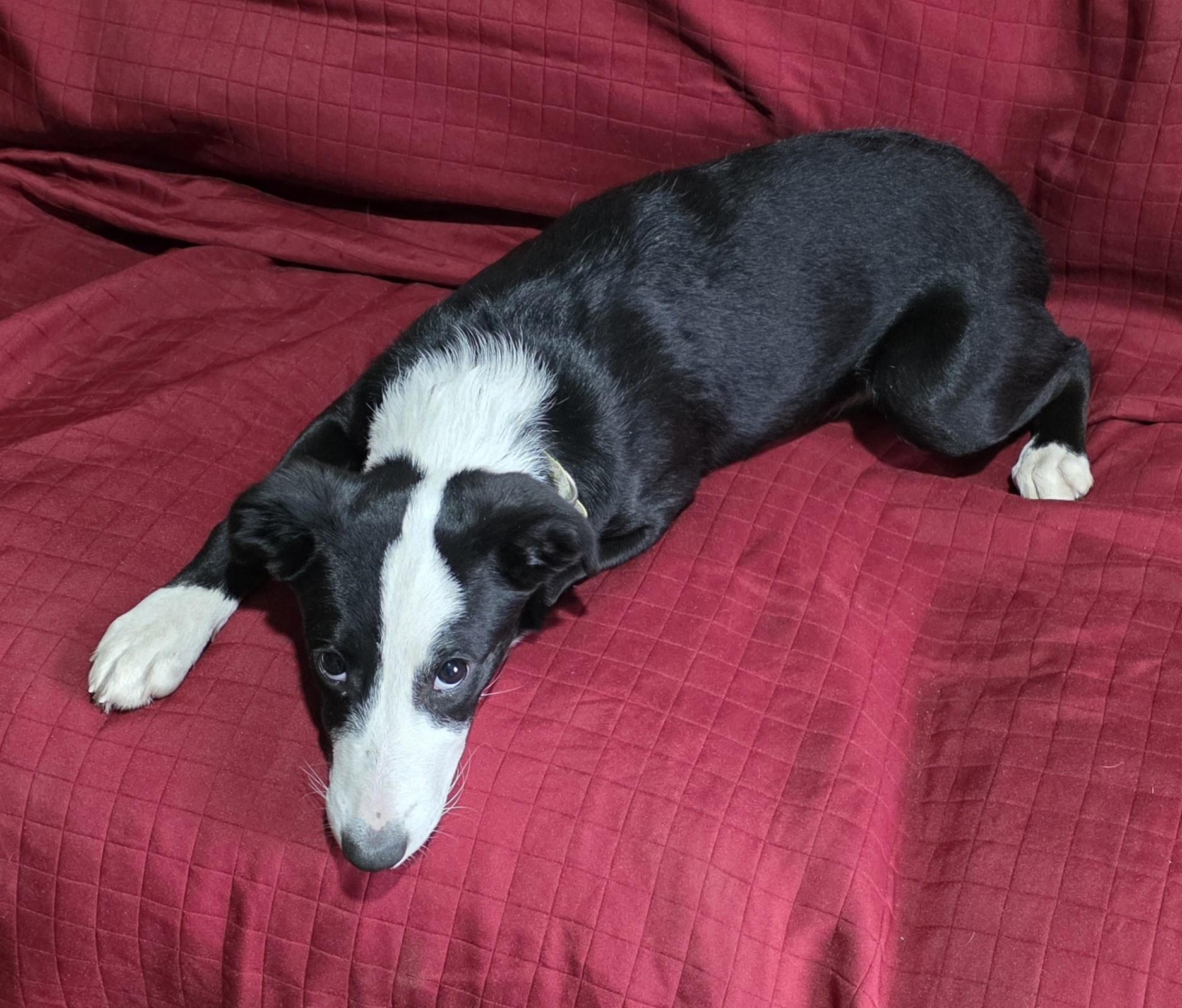 Enlarge Josie, a ADOPTABLE mixed breed in Lisbon, IA image 6/6