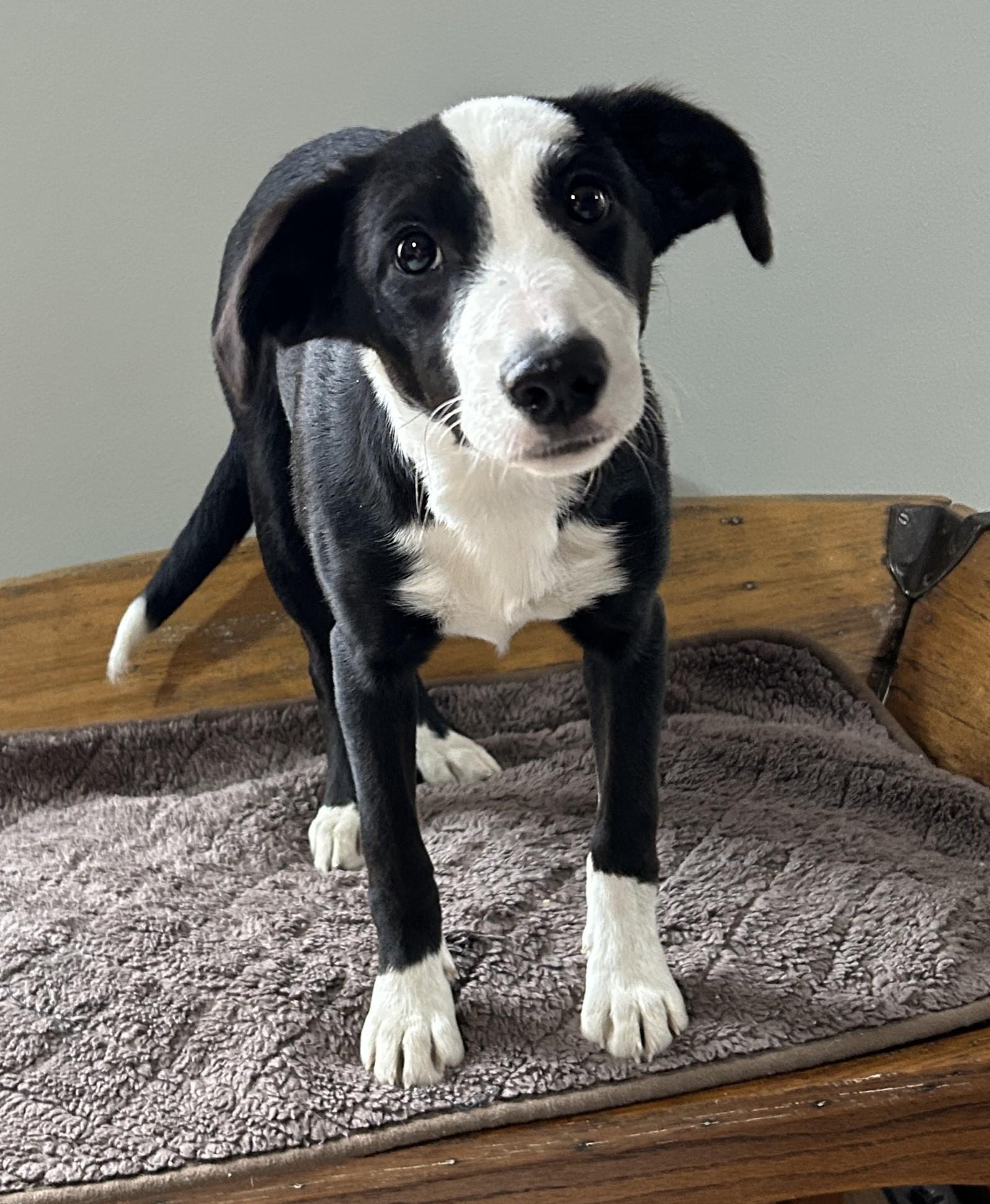 Enlarge Josie, a ADOPTABLE mixed breed in Lisbon, IA image 5/6