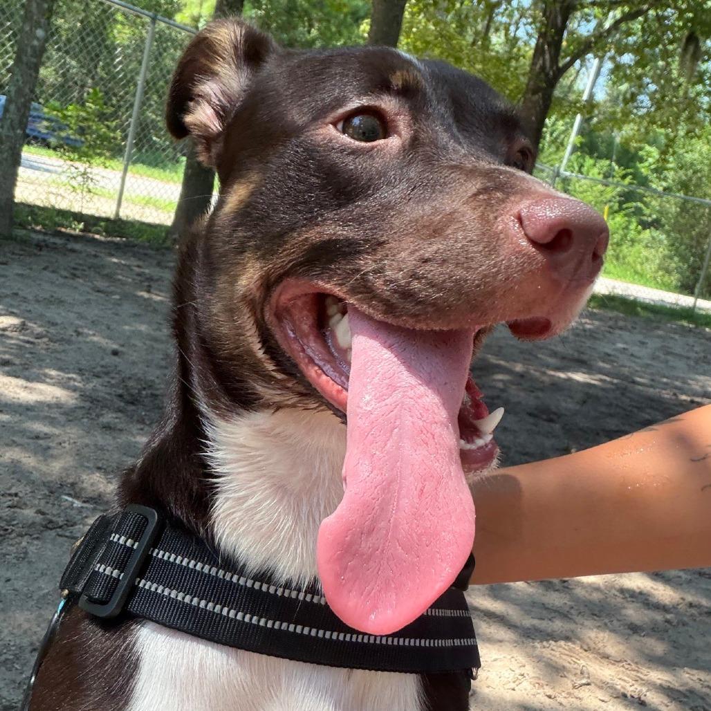 Ivie 29839, Adoptable, Young Female Mixed Breed.