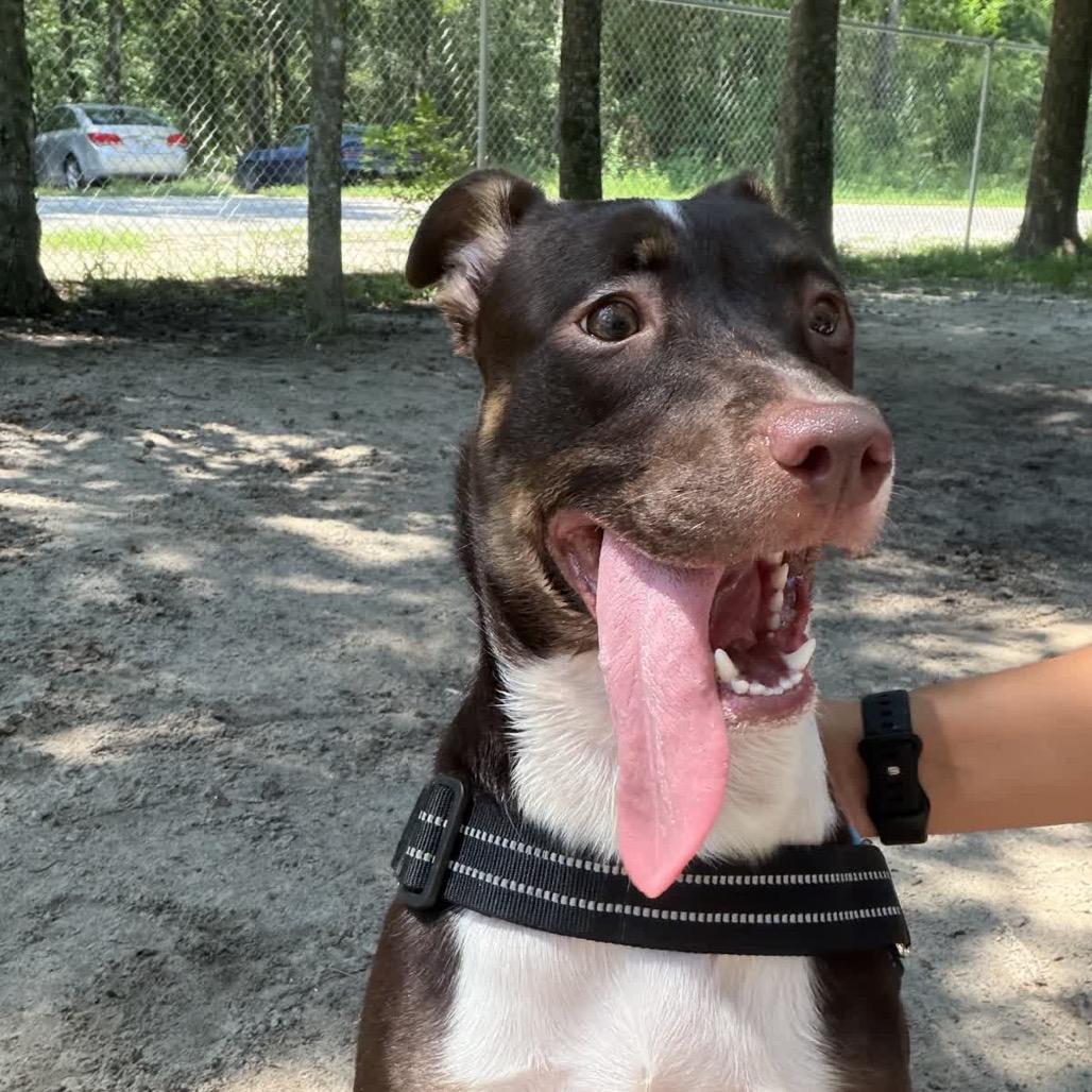 Enlarge Ivie 29839, a Adoptable Mixed Breed in Middleburg, FL image 2/5