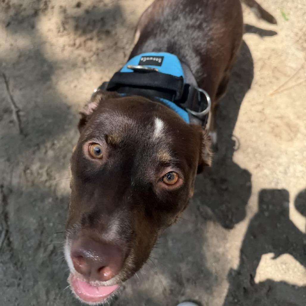 Enlarge Ivie 29839, a Adoptable Mixed Breed in Middleburg, FL image 3/5
