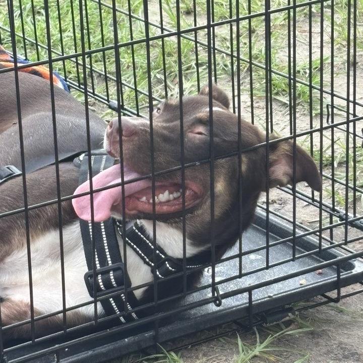 Enlarge Ivie 29839, a Adoptable Mixed Breed in Middleburg, FL image 4/5