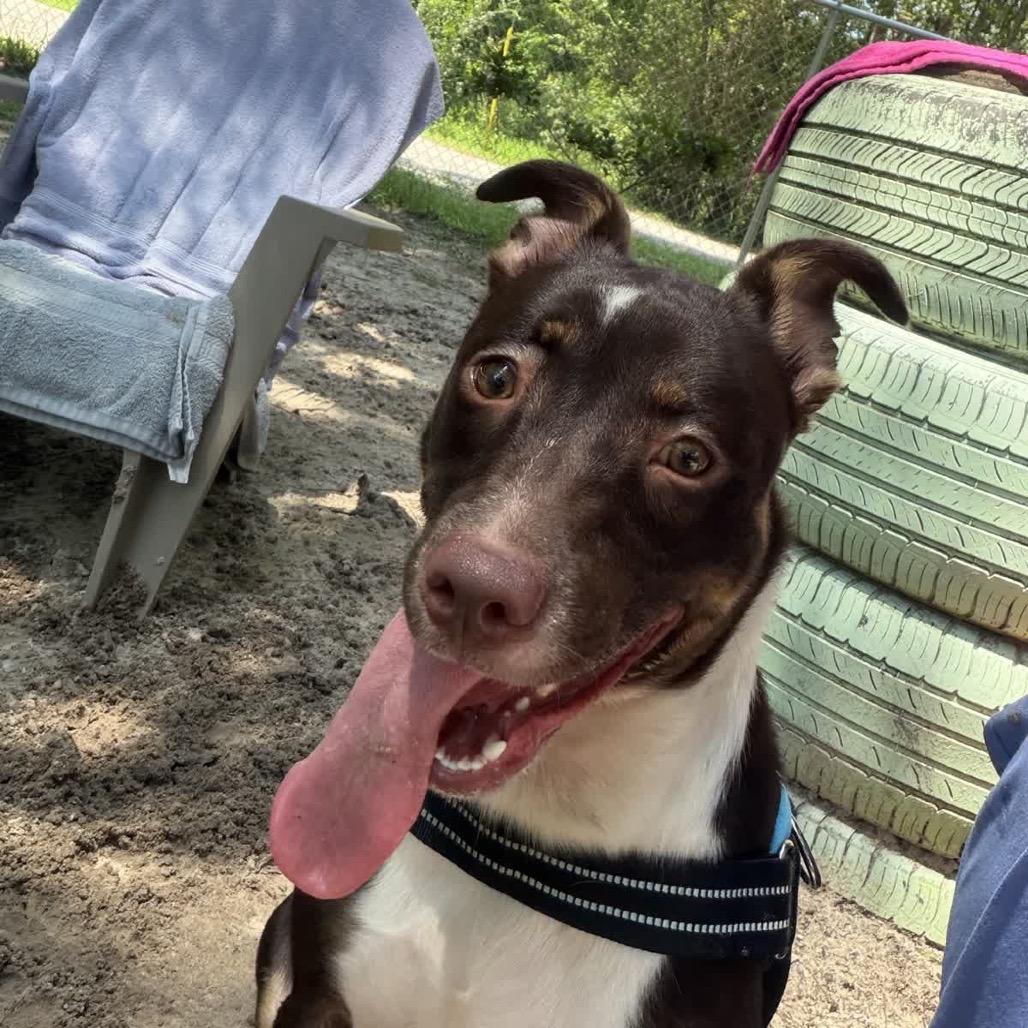 Enlarge Ivie 29839, a Adoptable Mixed Breed in Middleburg, FL image 5/5