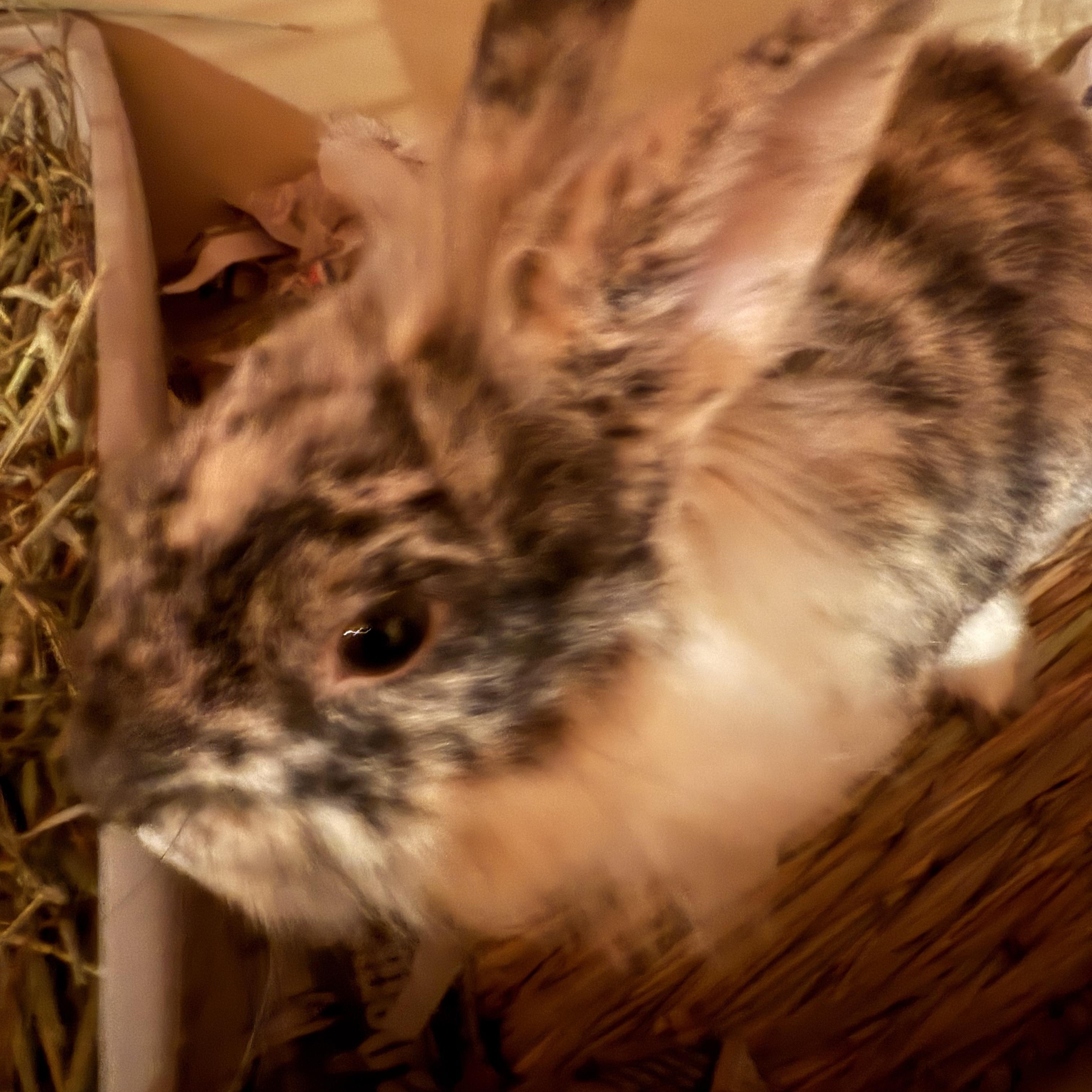 Enlarge Pop Rocks, a Adoptable mixed breed in Cream Ridge, NJ image 1/6