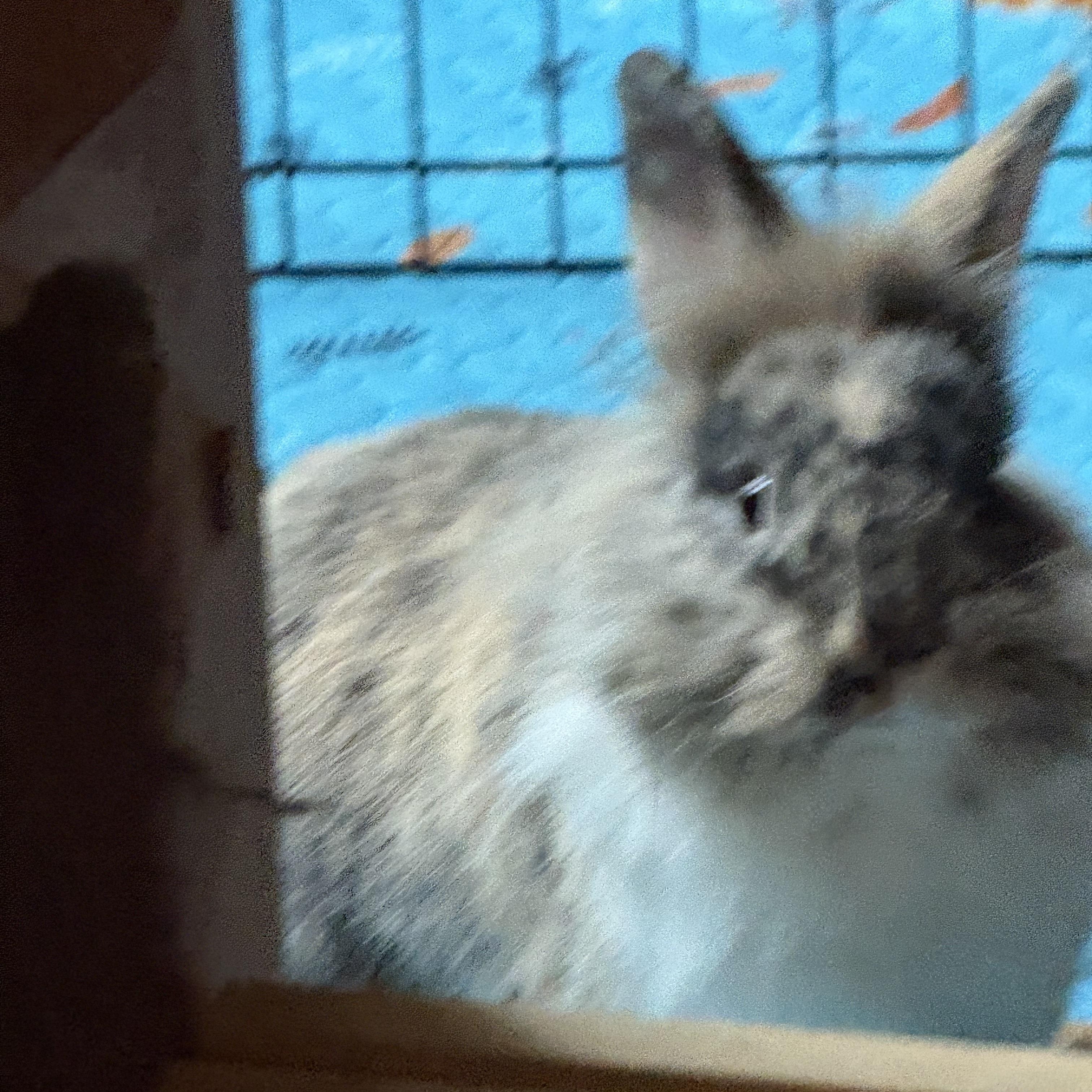 Enlarge Pop Rocks, a Adoptable mixed breed in Cream Ridge, NJ image 2/6