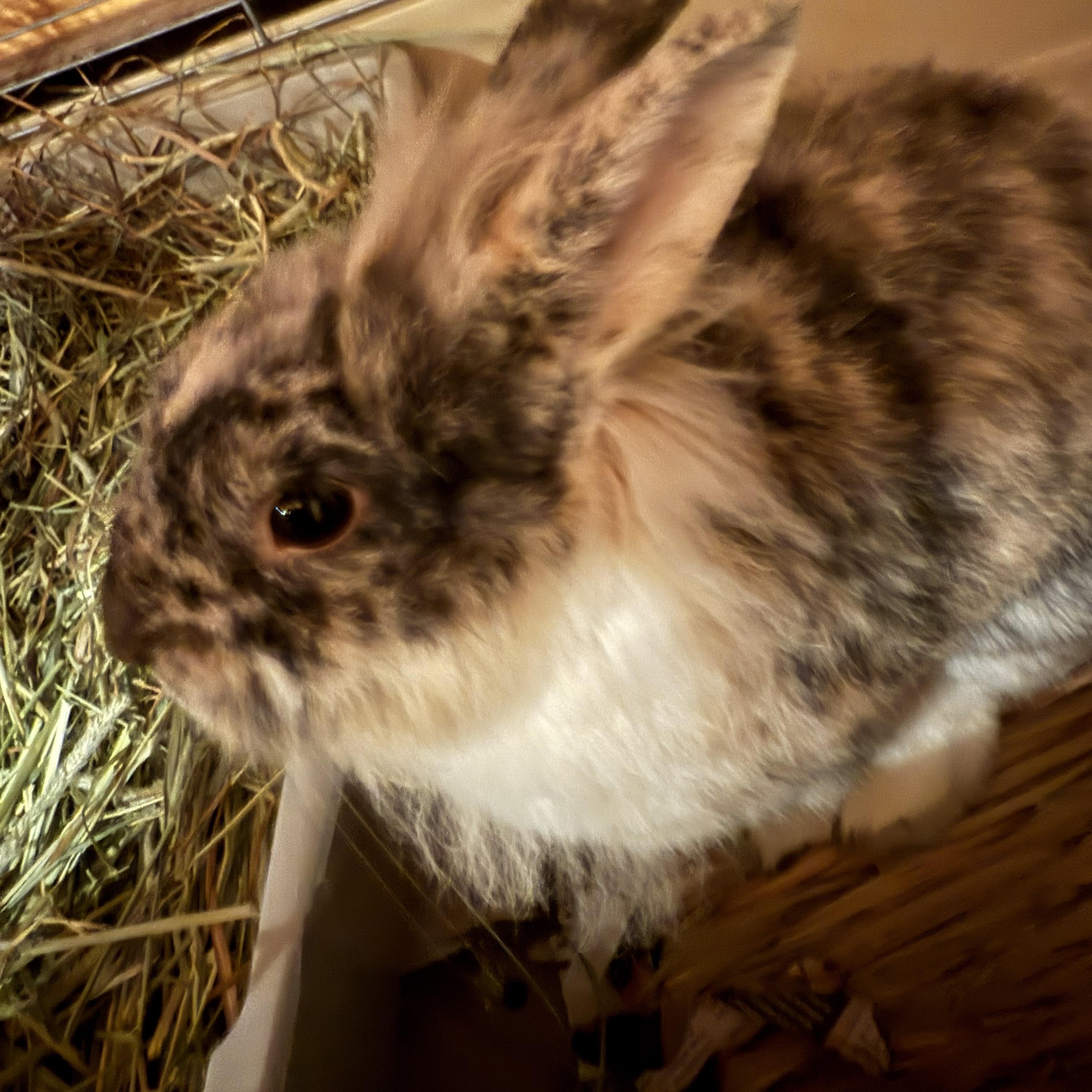 Enlarge Pop Rocks, a Adoptable mixed breed in Cream Ridge, NJ image 3/6