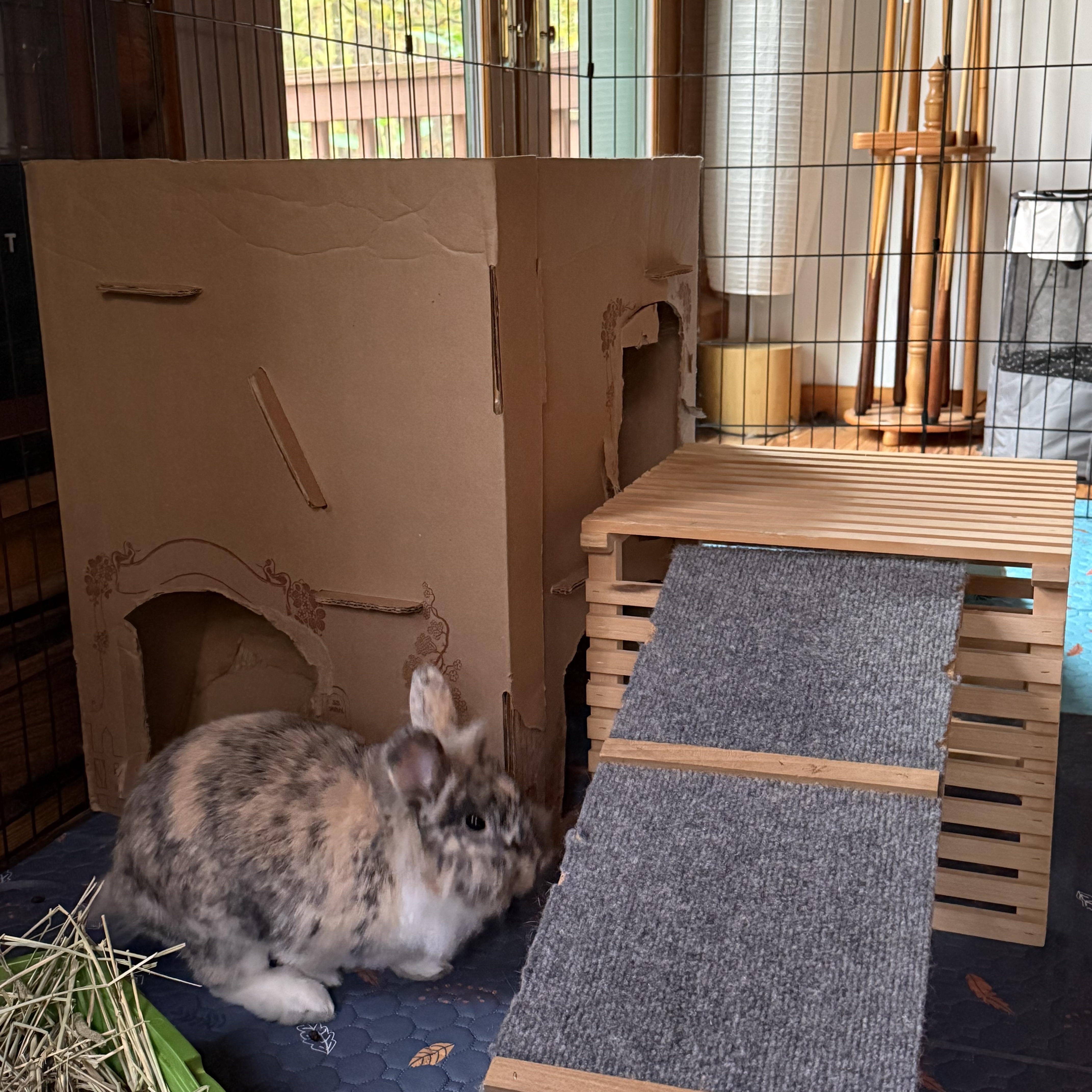 Enlarge Pop Rocks, a Adoptable mixed breed in Cream Ridge, NJ image 4/6