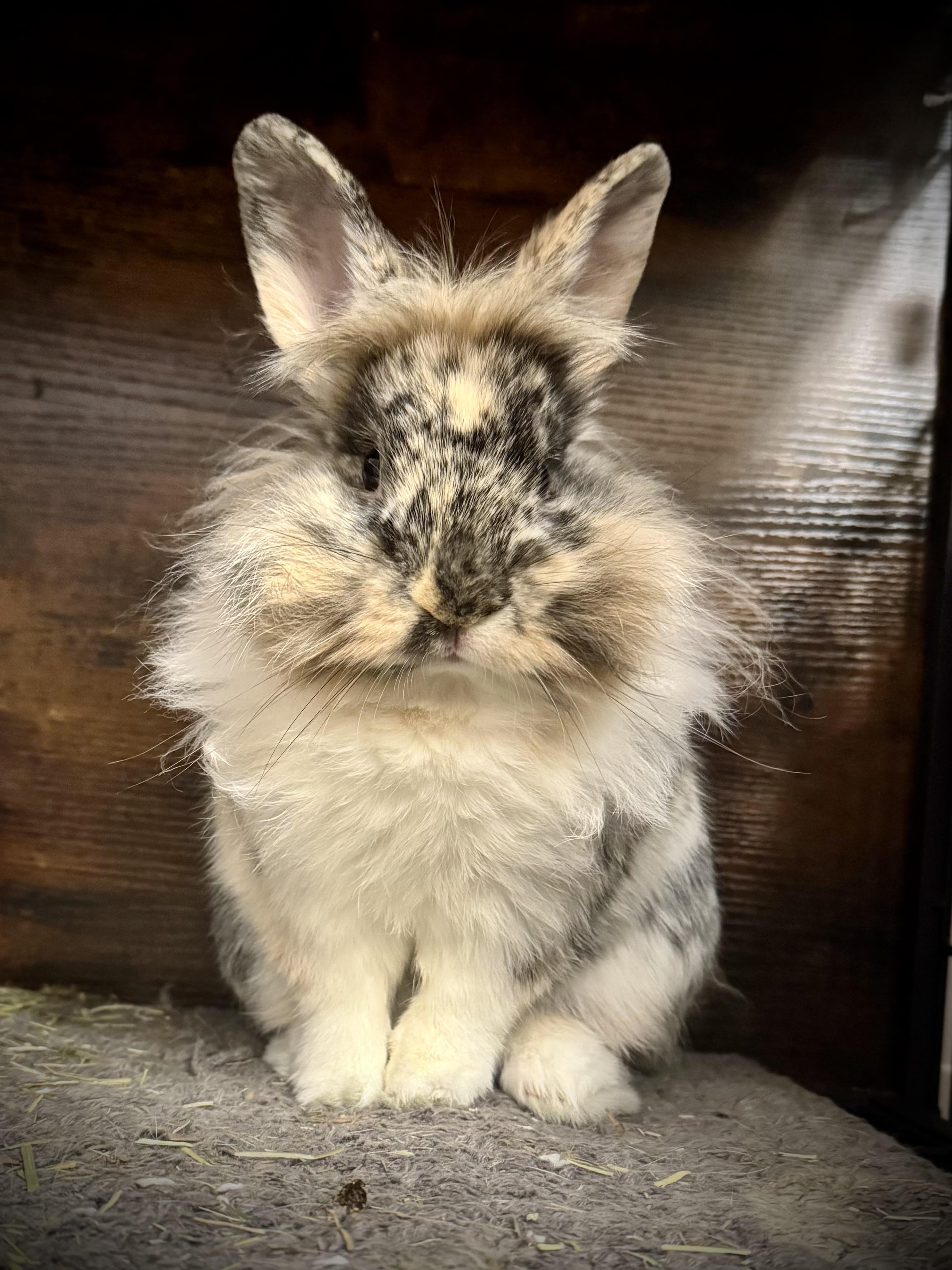 Enlarge Pop Rocks, a Adoptable mixed breed in Cream Ridge, NJ image 5/6
