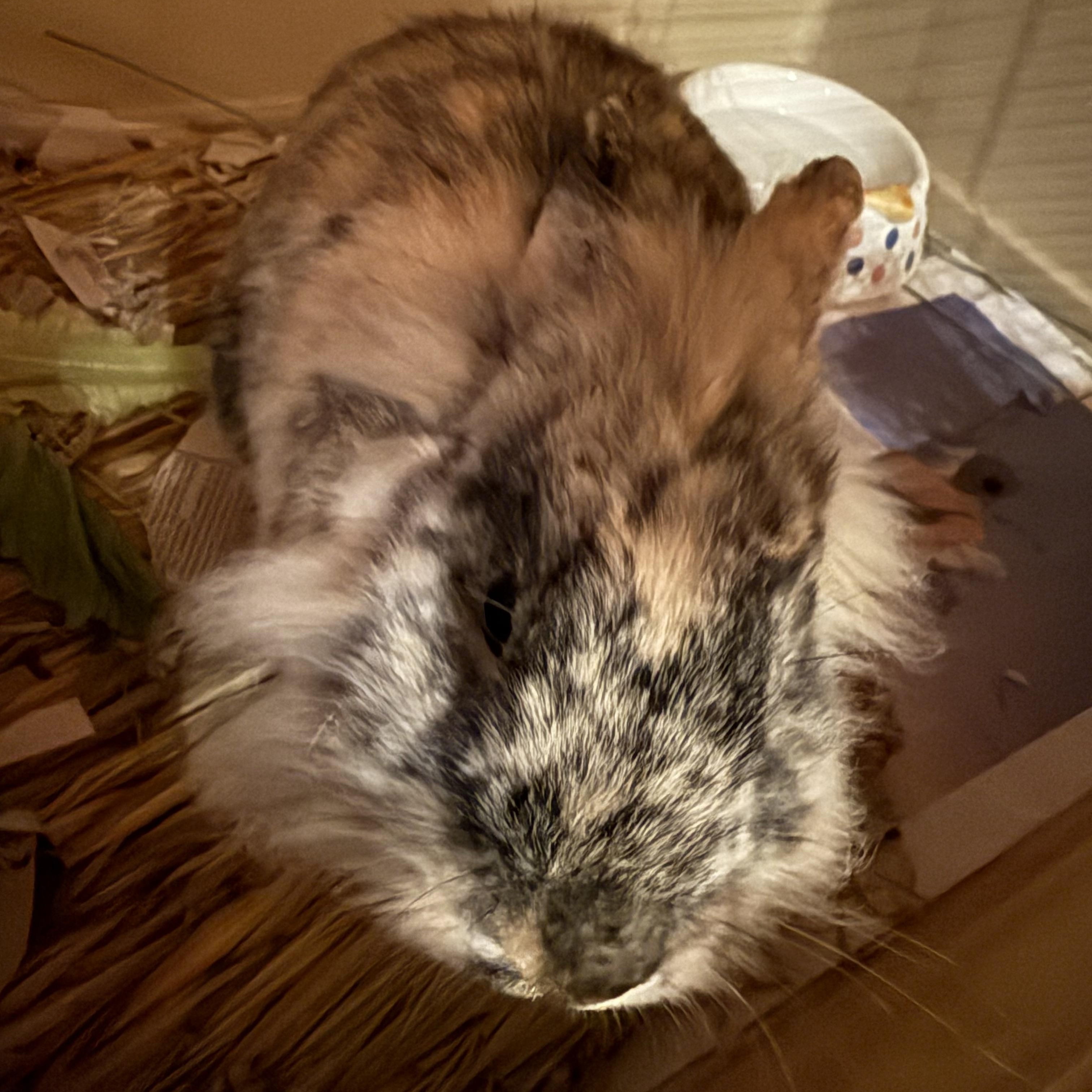 Enlarge Pop Rocks, a Adoptable mixed breed in Cream Ridge, NJ image 6/6