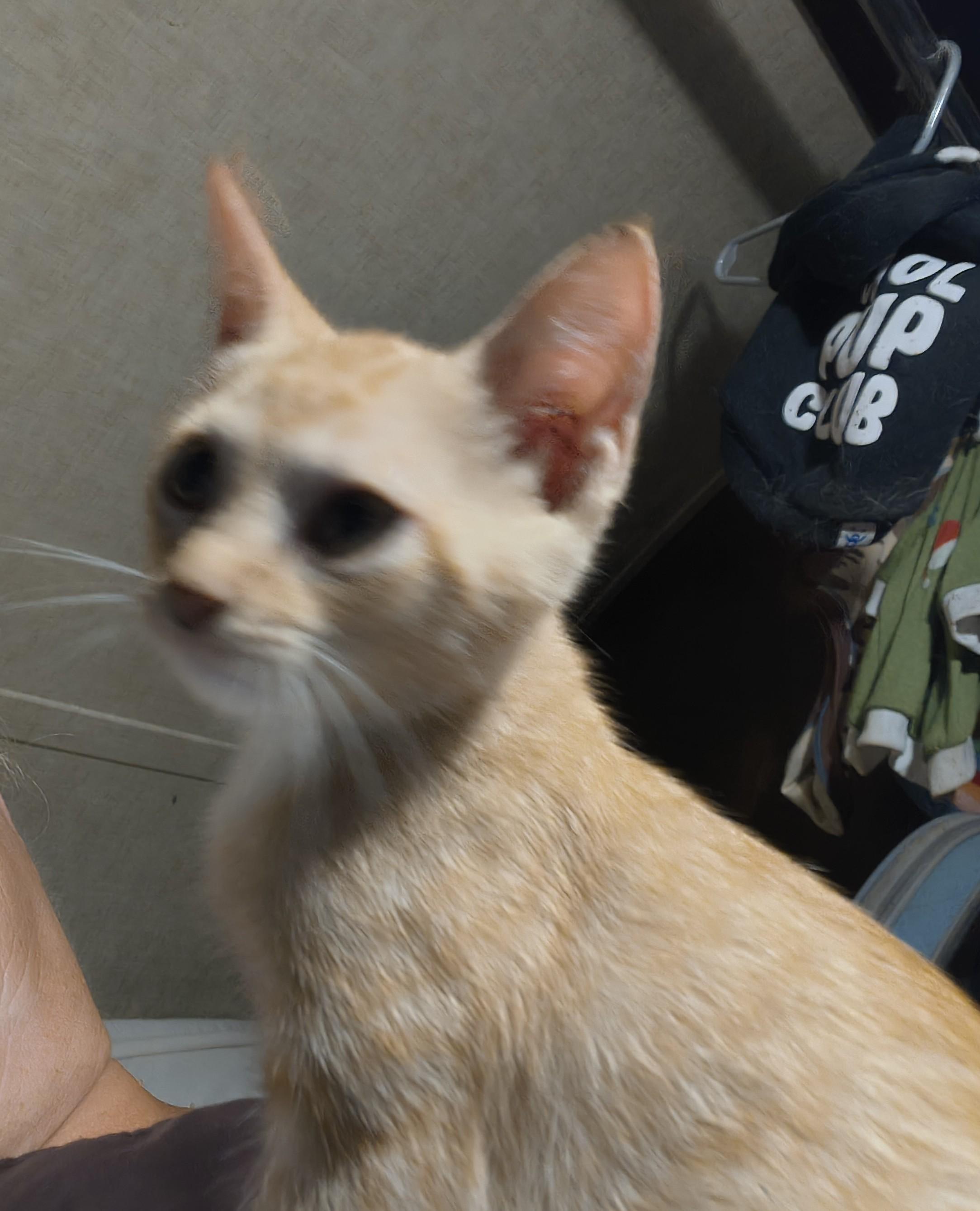 Moppet, ADOPTABLE, Kitten Female Domestic Short Hair.