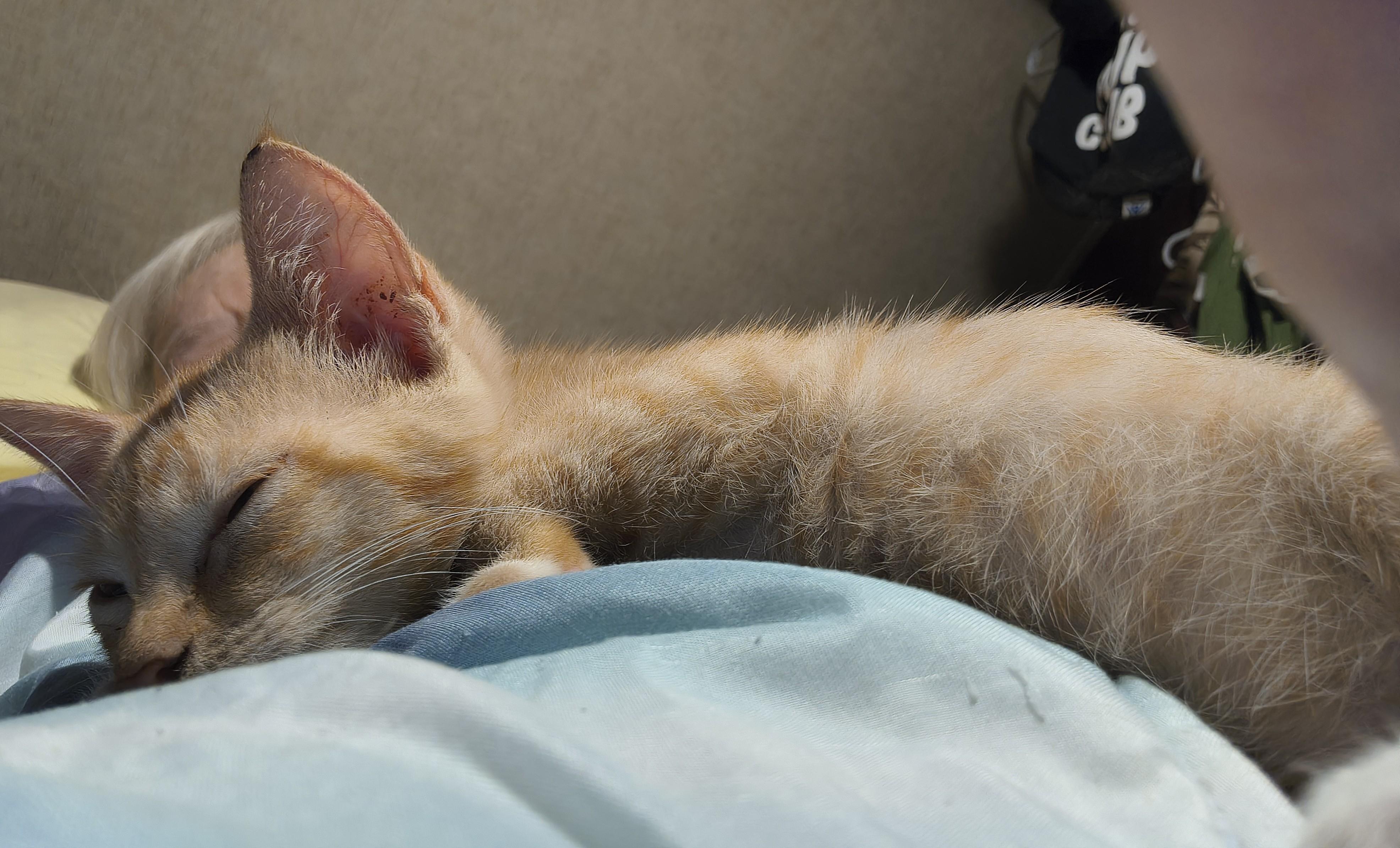 Enlarge Moppet, a ADOPTABLE Domestic Short Hair in Beeville, TX image 2/3