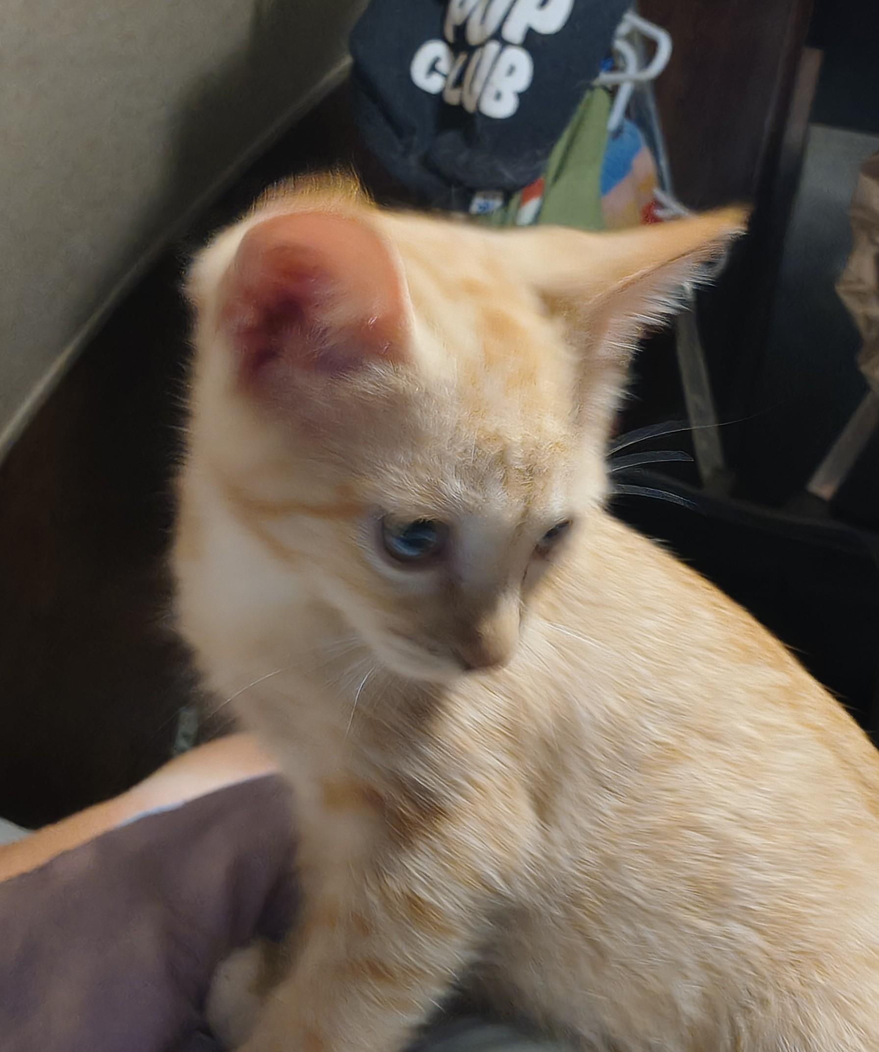 Enlarge Moppet, a ADOPTABLE Domestic Short Hair in Beeville, TX image 3/3