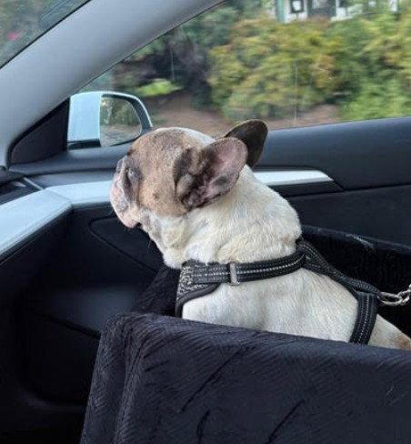 Enlarge Oscar, a Adopted French Bulldog in San Diego, CA image 1/3