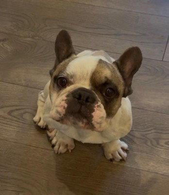 Enlarge Oscar, a Adopted French Bulldog in San Diego, CA image 2/3