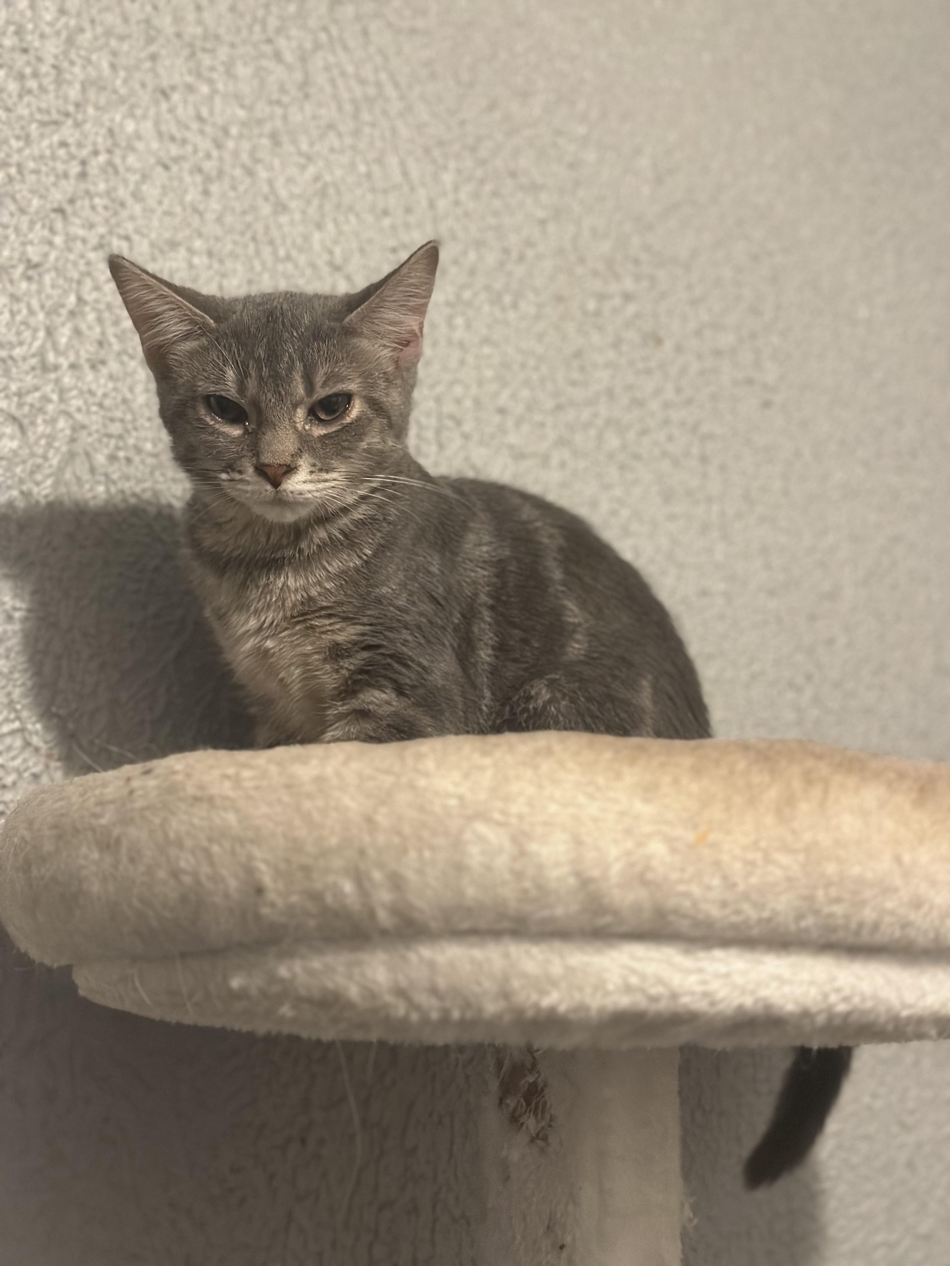 Enlarge Liberty, a Adoptable Domestic Short Hair in Pittsburgh, PA image 4/5