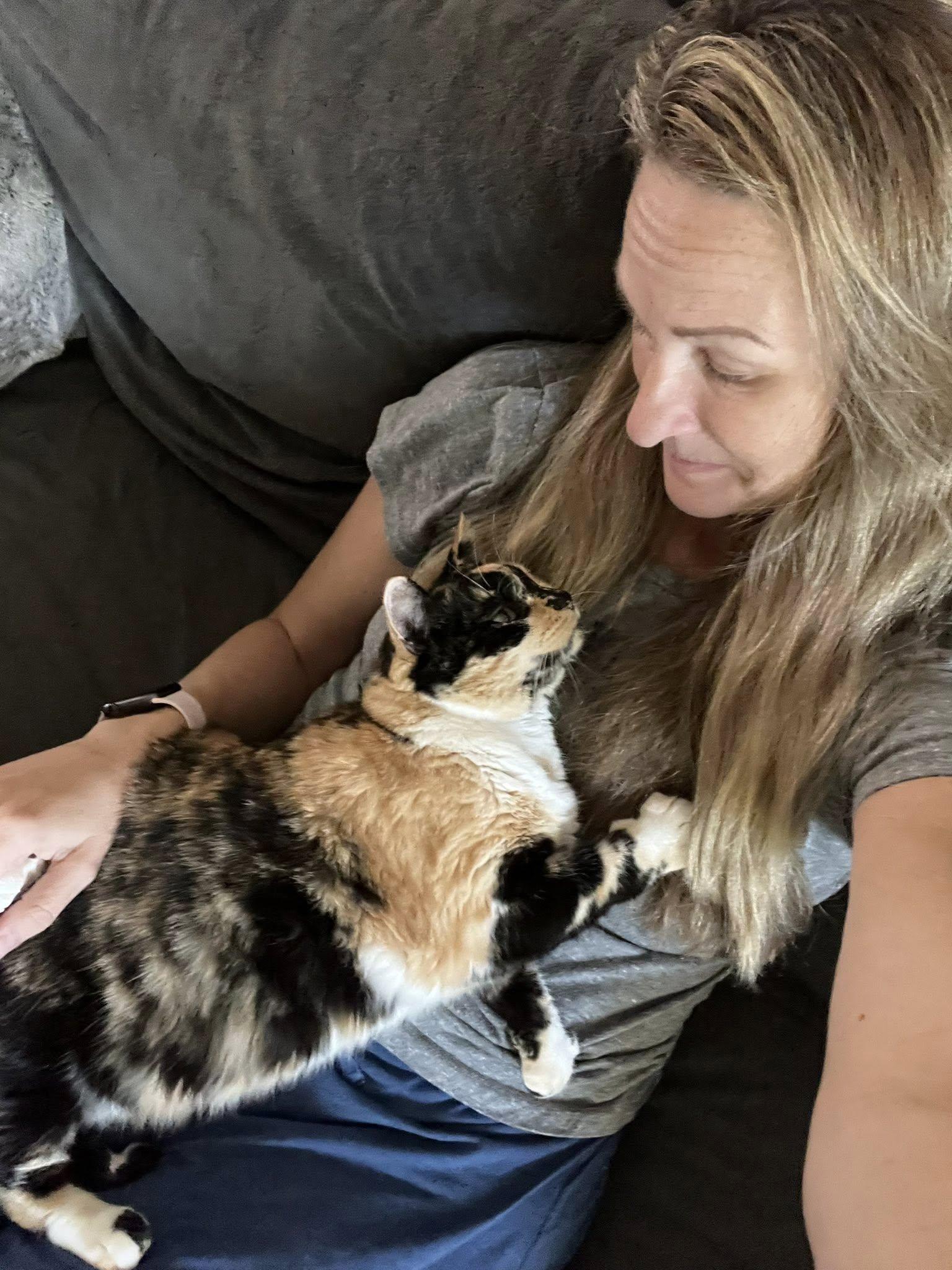 Enlarge Licorice ***Community Courtesy Post***, a Adoptable Domestic Short Hair in Queen Creek, AZ image 4/5