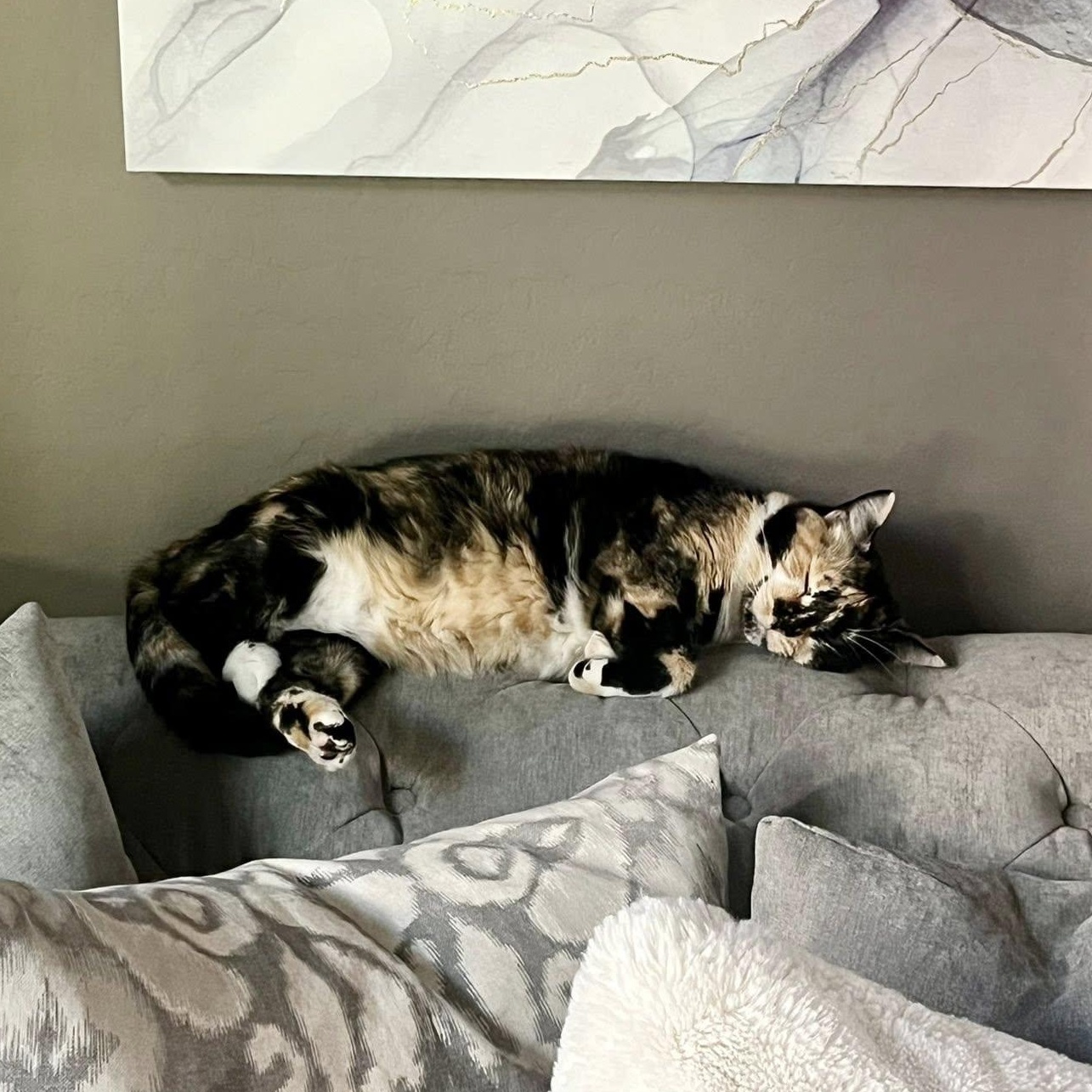 Enlarge Licorice ***Community Courtesy Post***, a Adoptable Domestic Short Hair in Queen Creek, AZ image 5/5