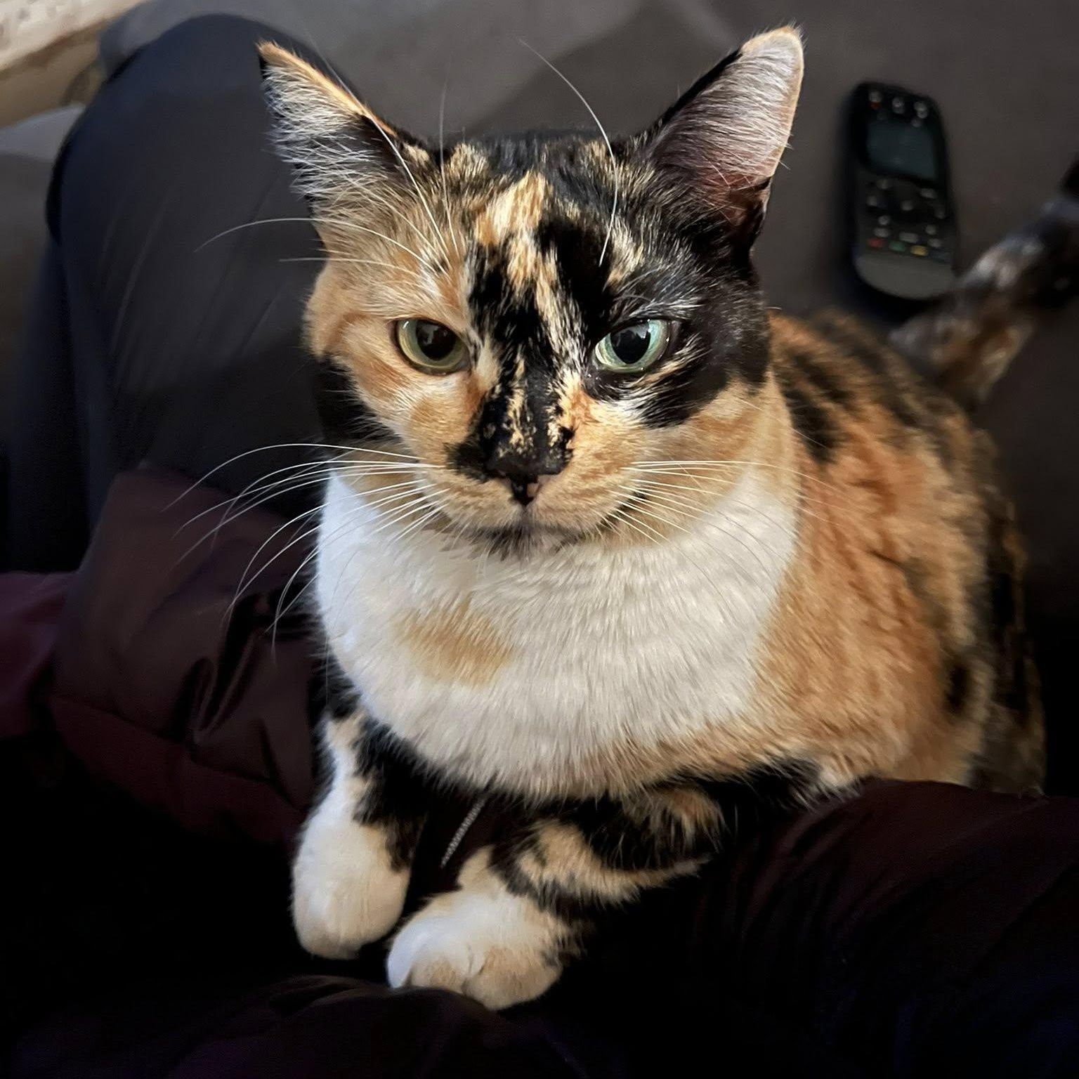 Licorice (Bonded with Alaska)