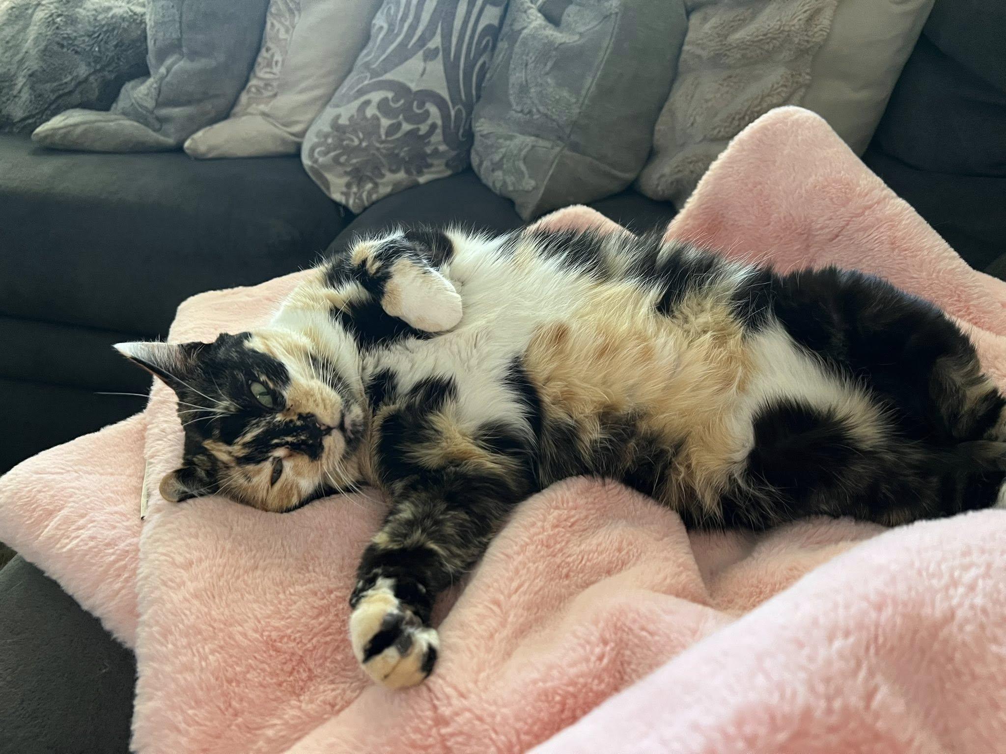 Enlarge Licorice ***Community Courtesy Post***, a Adoptable Domestic Short Hair in Queen Creek, AZ image 2/5