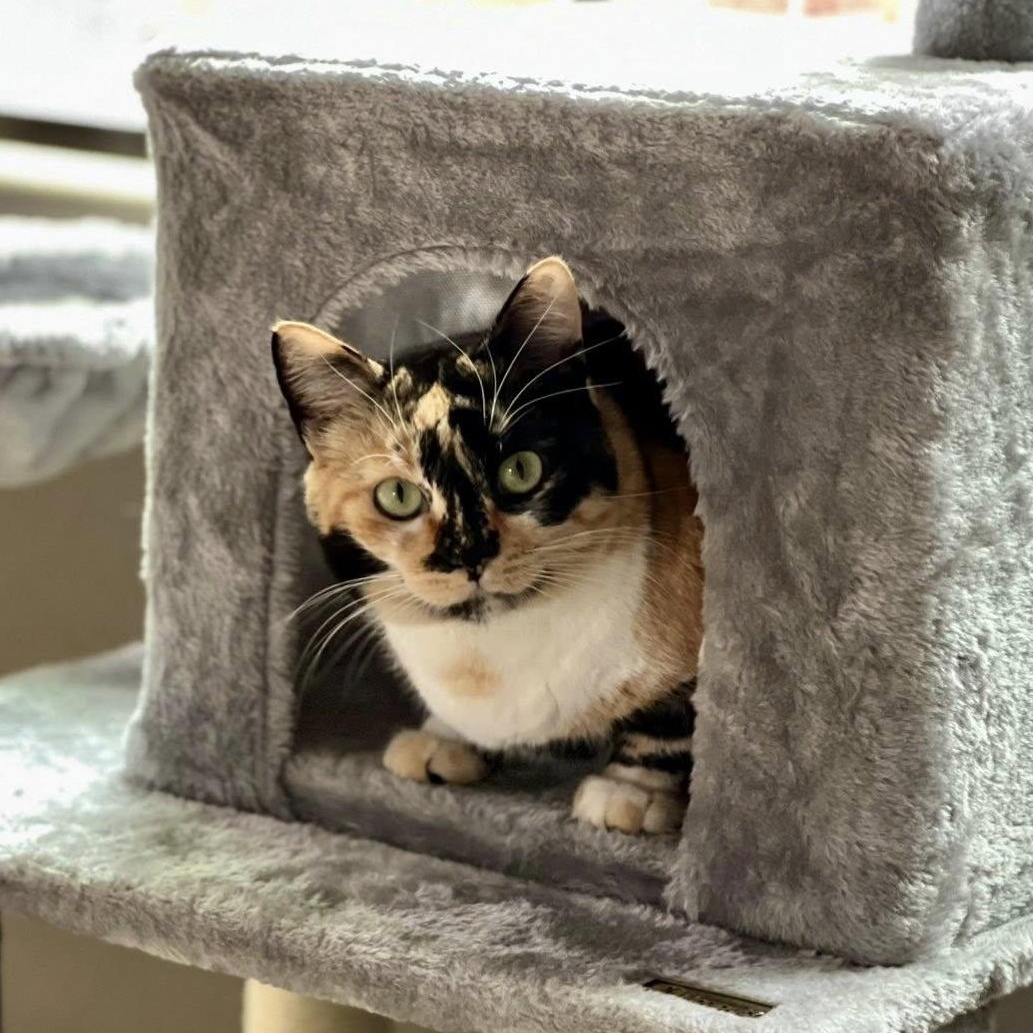 Enlarge Licorice ***Community Courtesy Post***, a Adoptable Domestic Short Hair in Queen Creek, AZ image 1/5