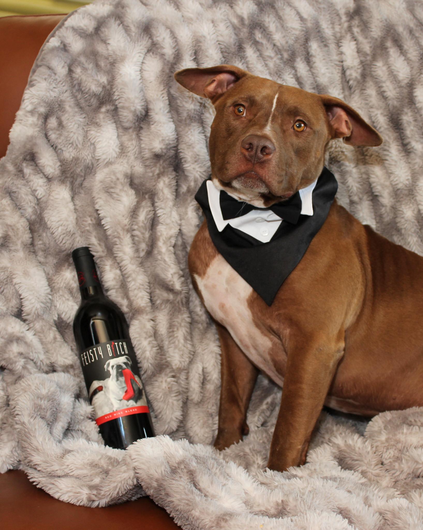 Arthur, a Adoptable Terrier image 6/6