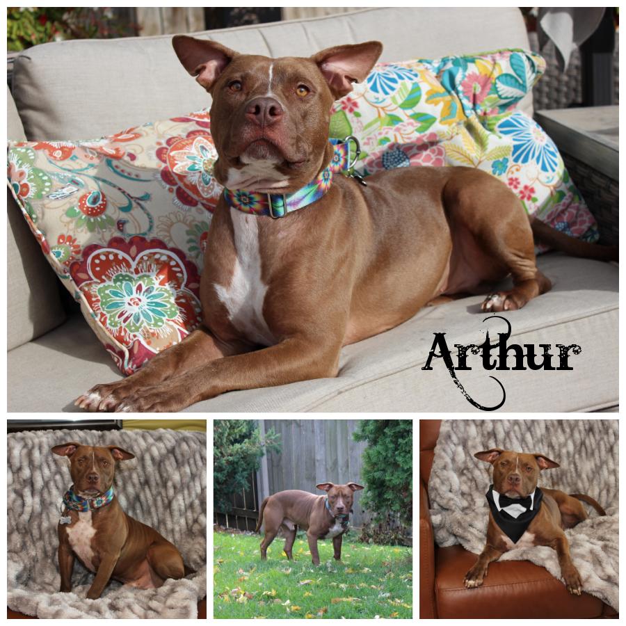 Arthur, Young Male Terrier