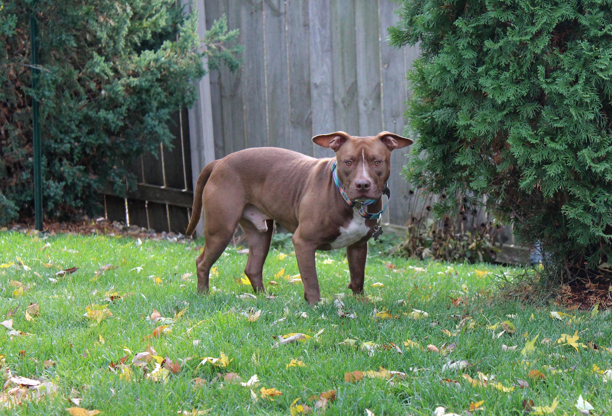 Arthur, a Adoptable Terrier image 5/6