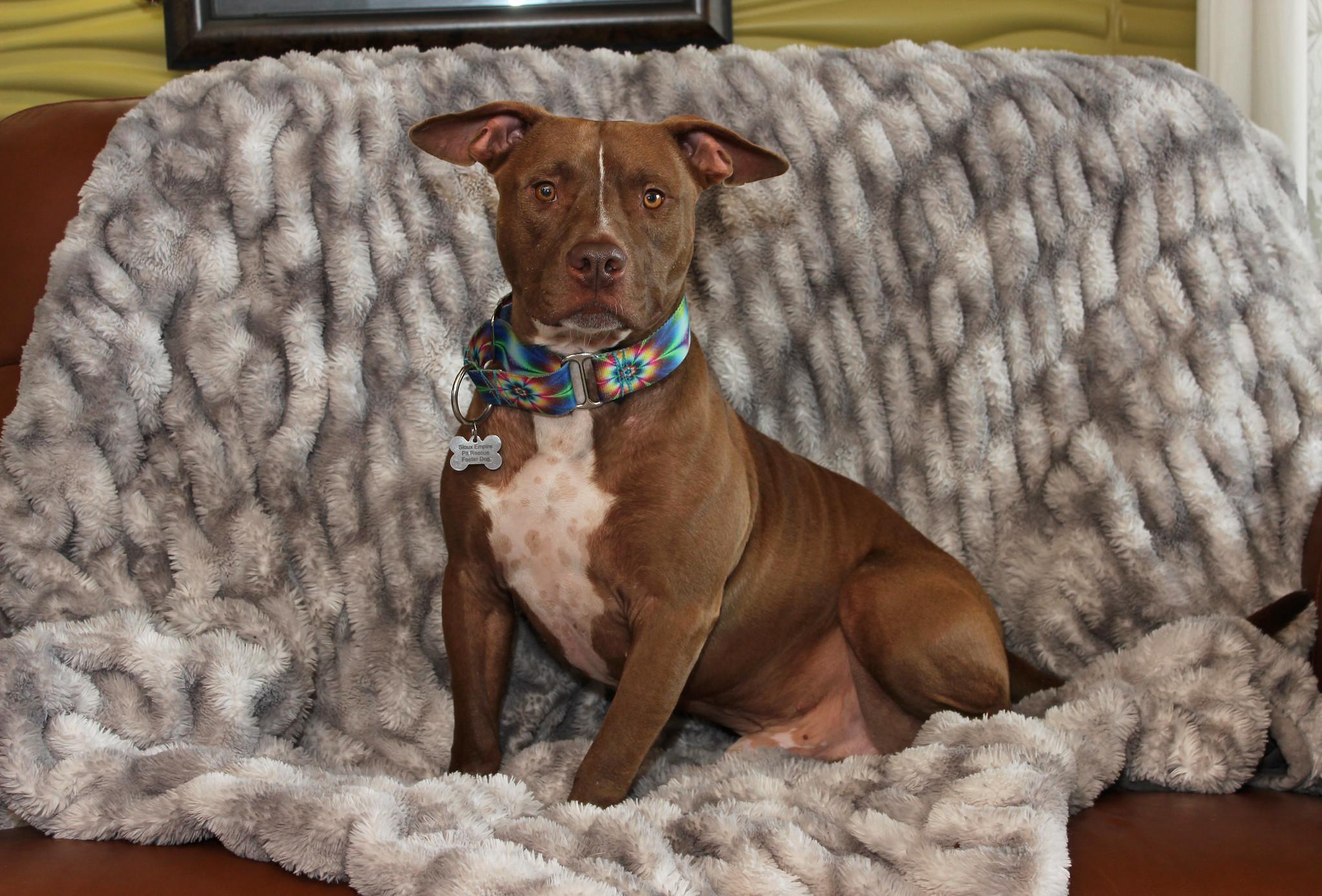 Arthur, a Adoptable Terrier image 4/6