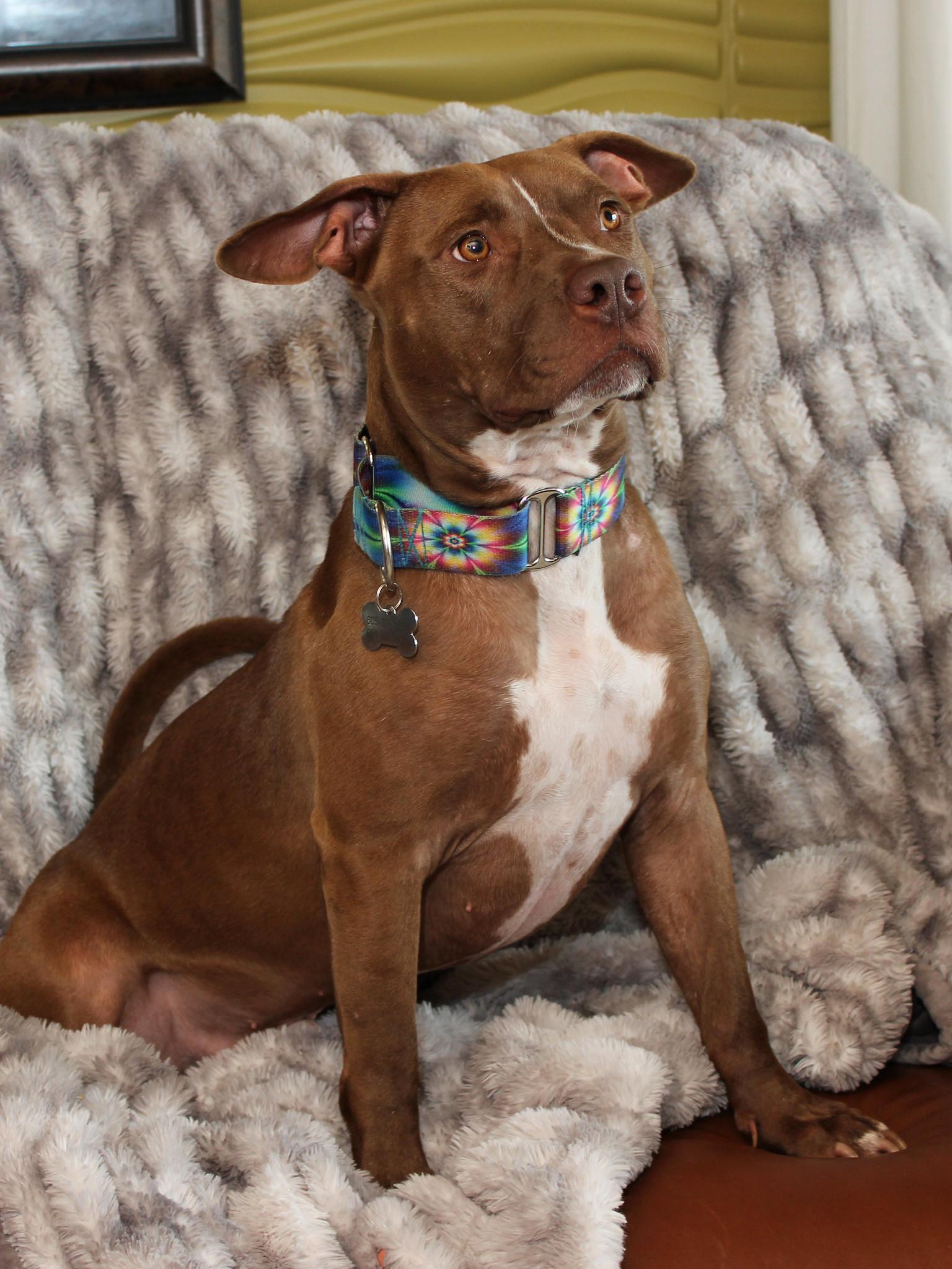 Arthur, a Adoptable Terrier image 2/6