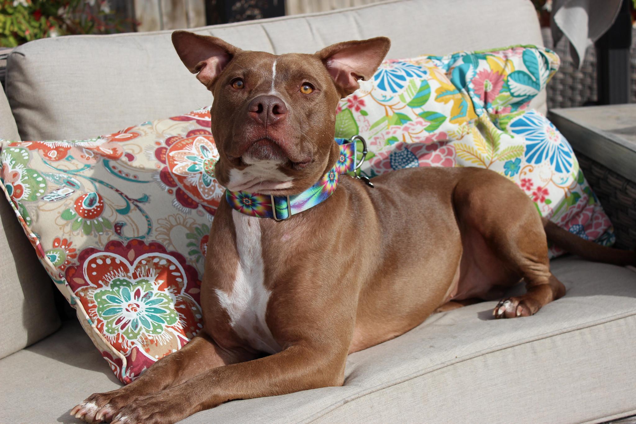 Arthur, a Adoptable Terrier image 3/6