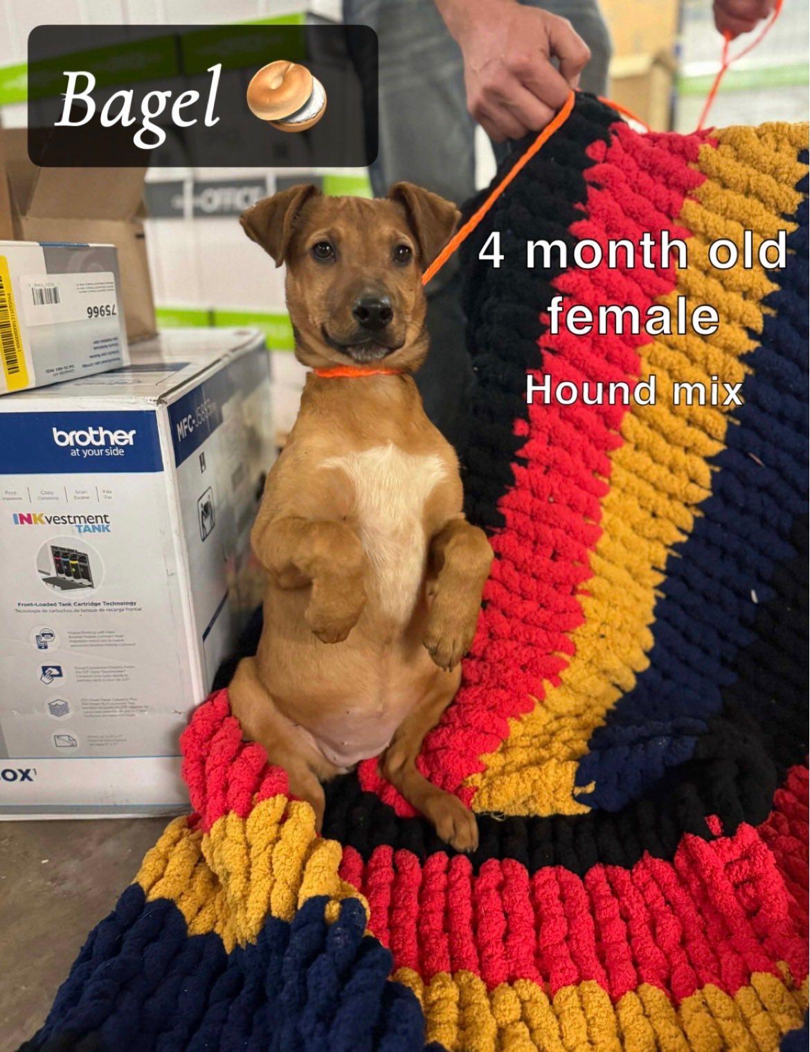 Bagel, adopted, Young Female Mixed Breed.