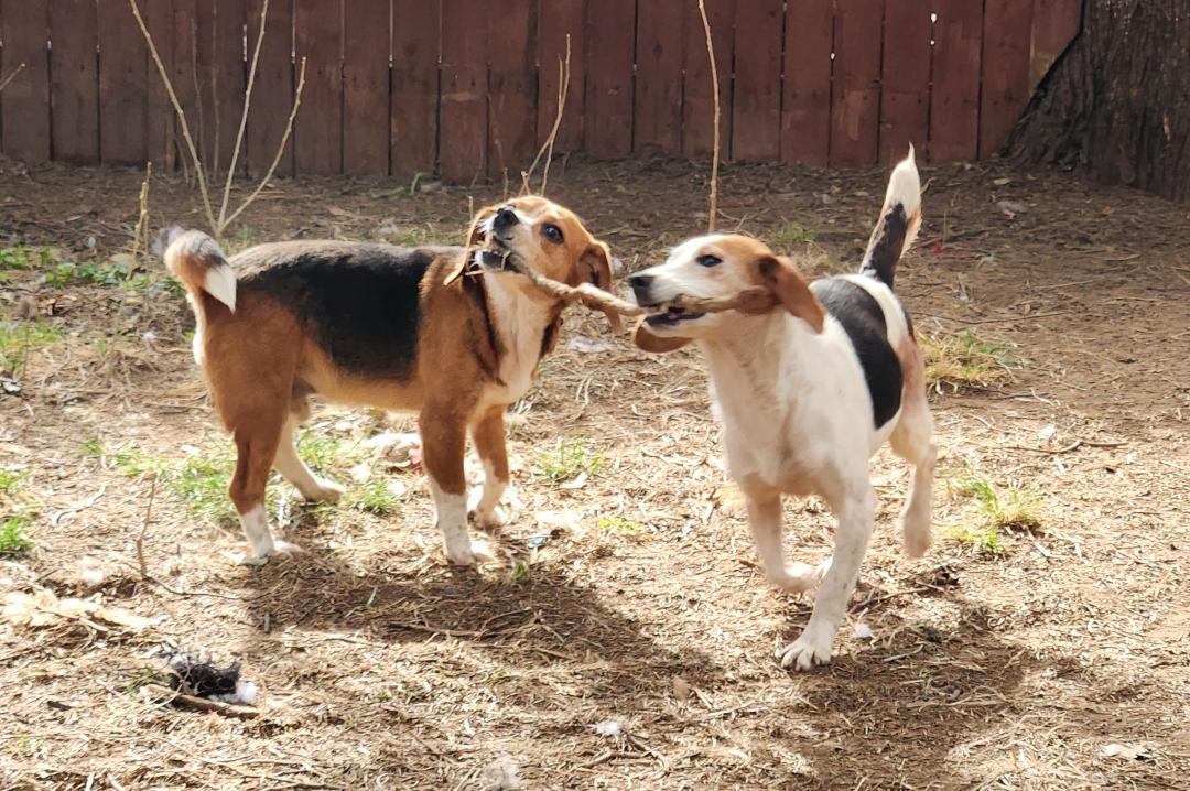 Enlarge Beatrice, a Adopted Beagle in Hanover, PA image 2/6