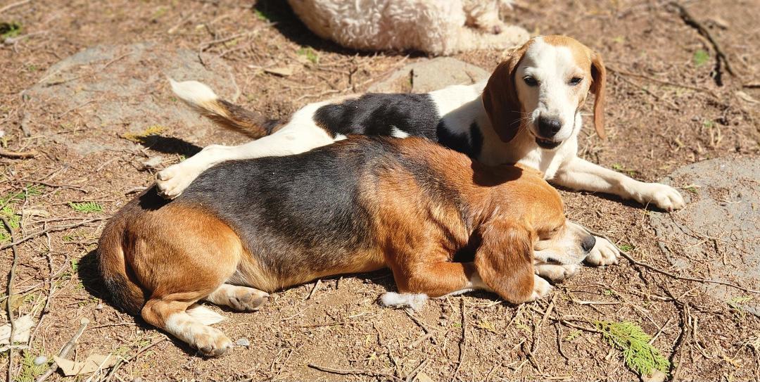 Enlarge Beatrice, a Adopted Beagle in Hanover, PA image 3/6