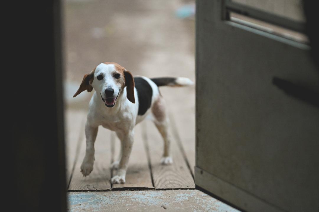 Enlarge Beatrice, a Adopted Beagle in Hanover, PA image 5/6