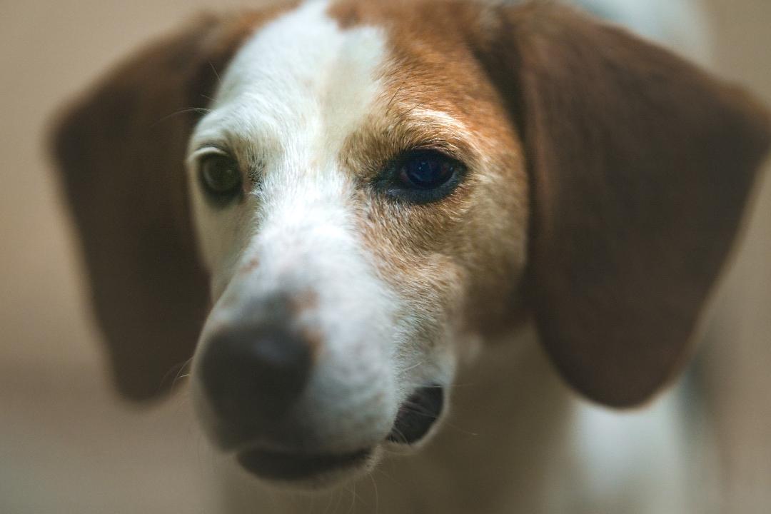 Enlarge Beatrice, a Adopted Beagle in Hanover, PA image 6/6