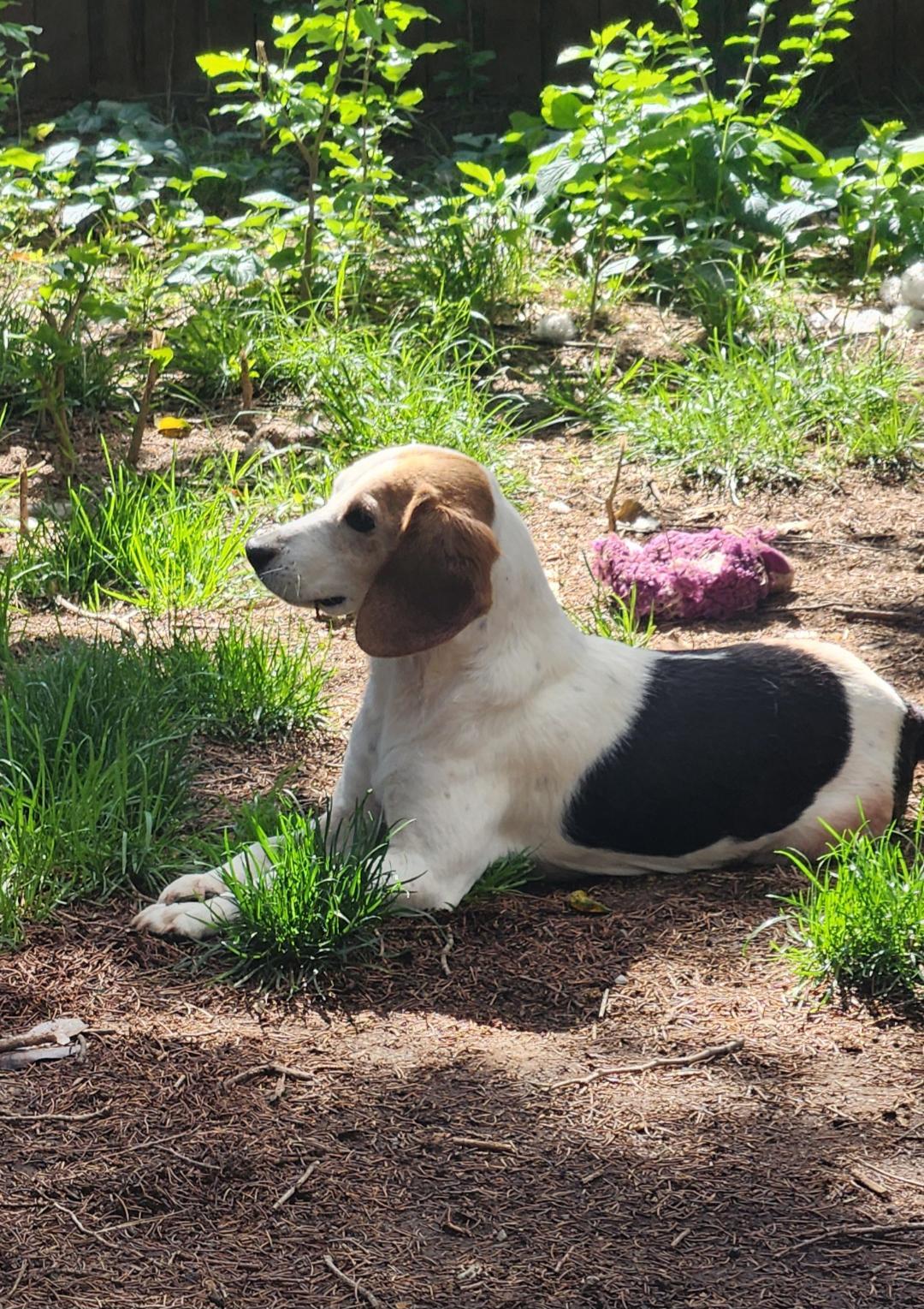 Enlarge Beatrice, a Adopted Beagle in Hanover, PA image 1/6