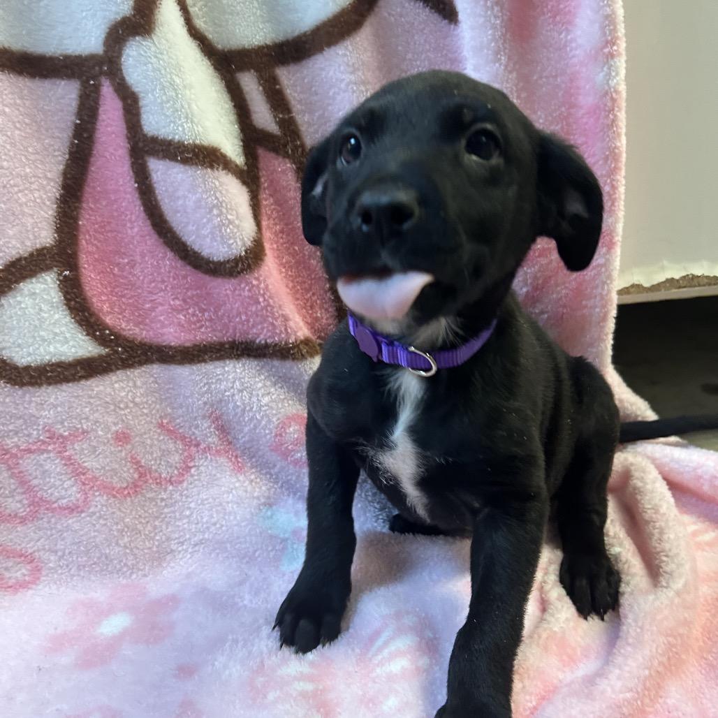 Darla, Adoptable, Puppy Female Mixed Breed.