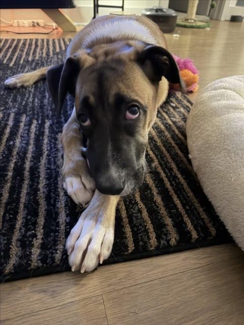 HONDA, Adoptable, Young Male Hound & Mixed Breed.