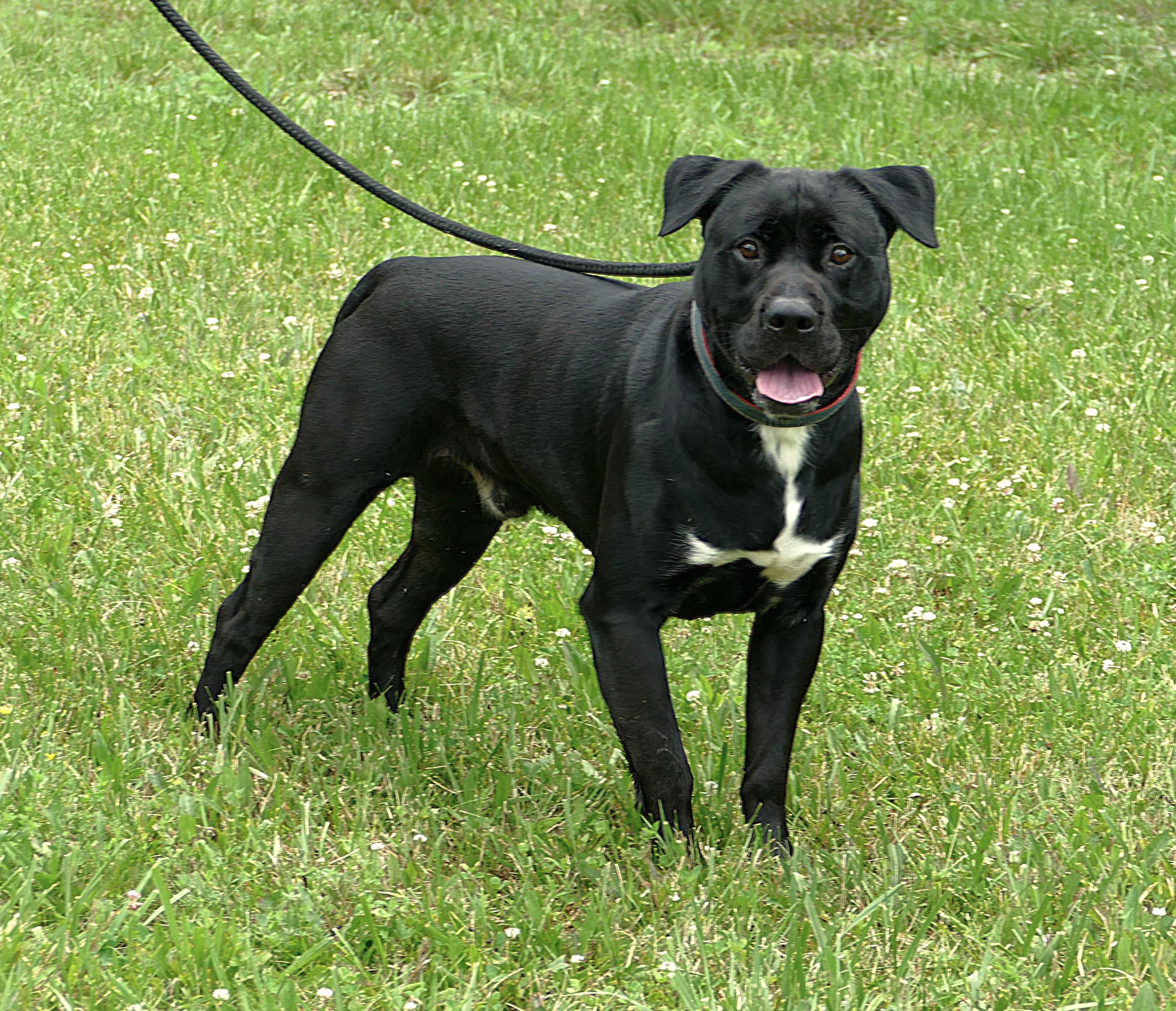 ONYX, an adoptable mixed breed in Beechbottom, WV image 6/6
