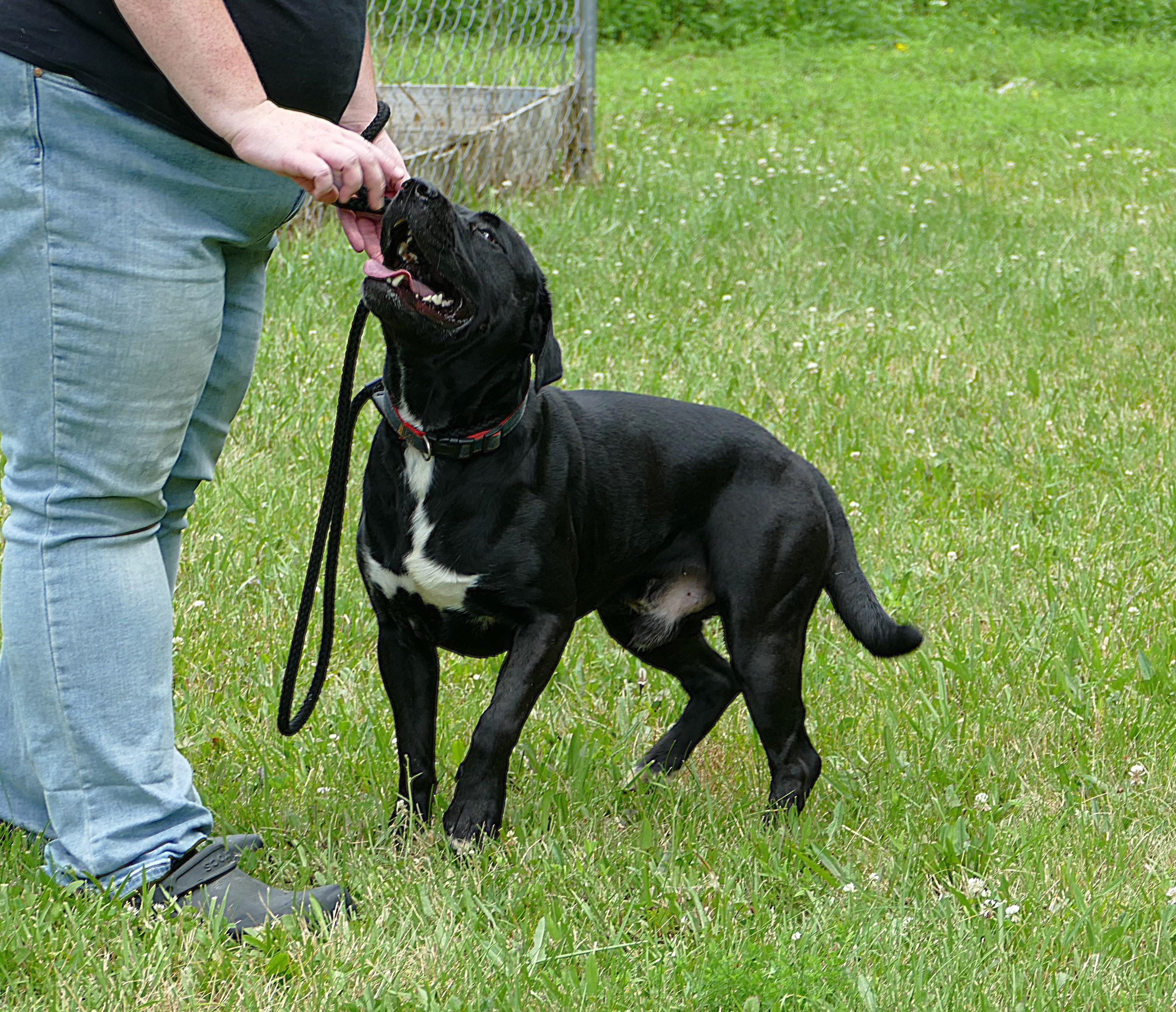 ONYX, an adoptable mixed breed in Beechbottom, WV image 5/6