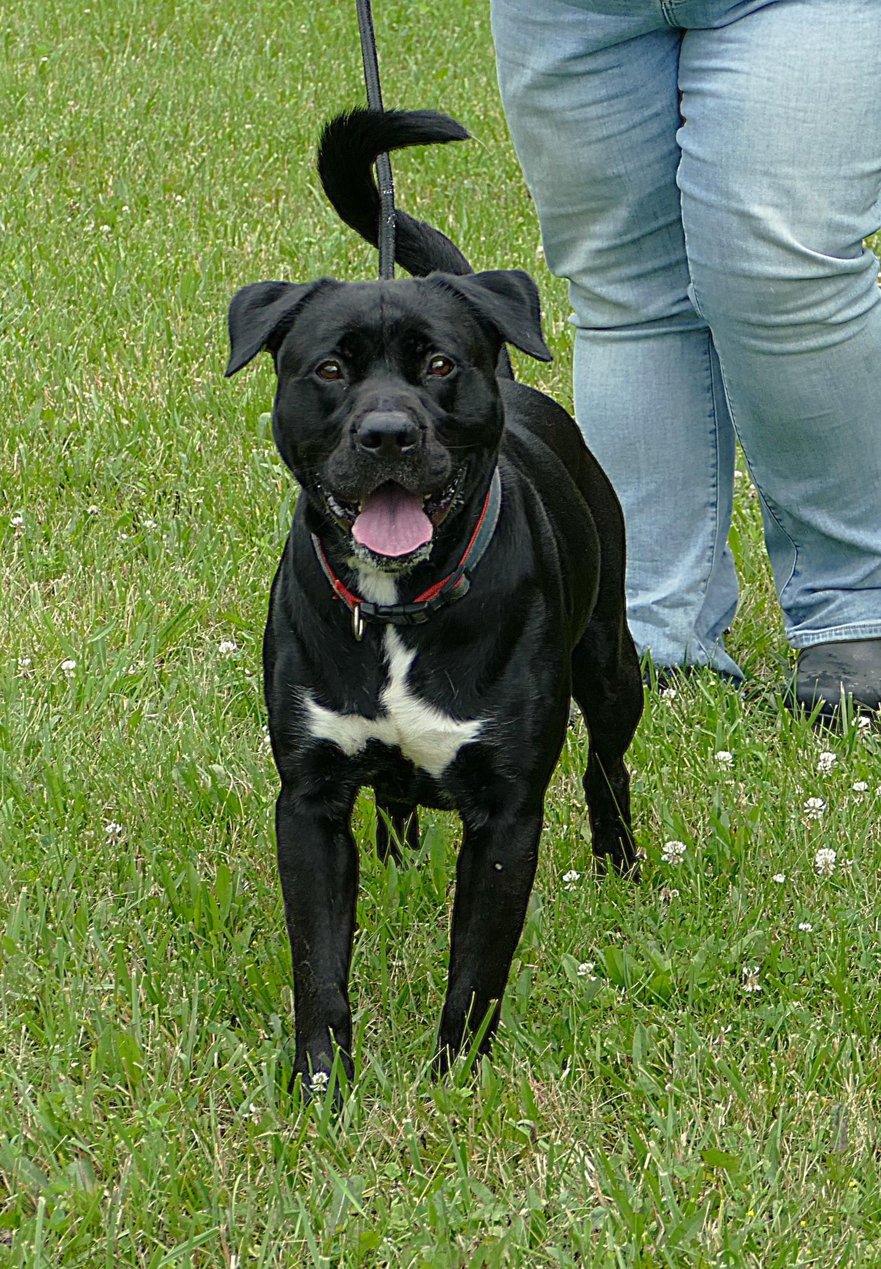 ONYX, an adoptable mixed breed in Beechbottom, WV image 3/6