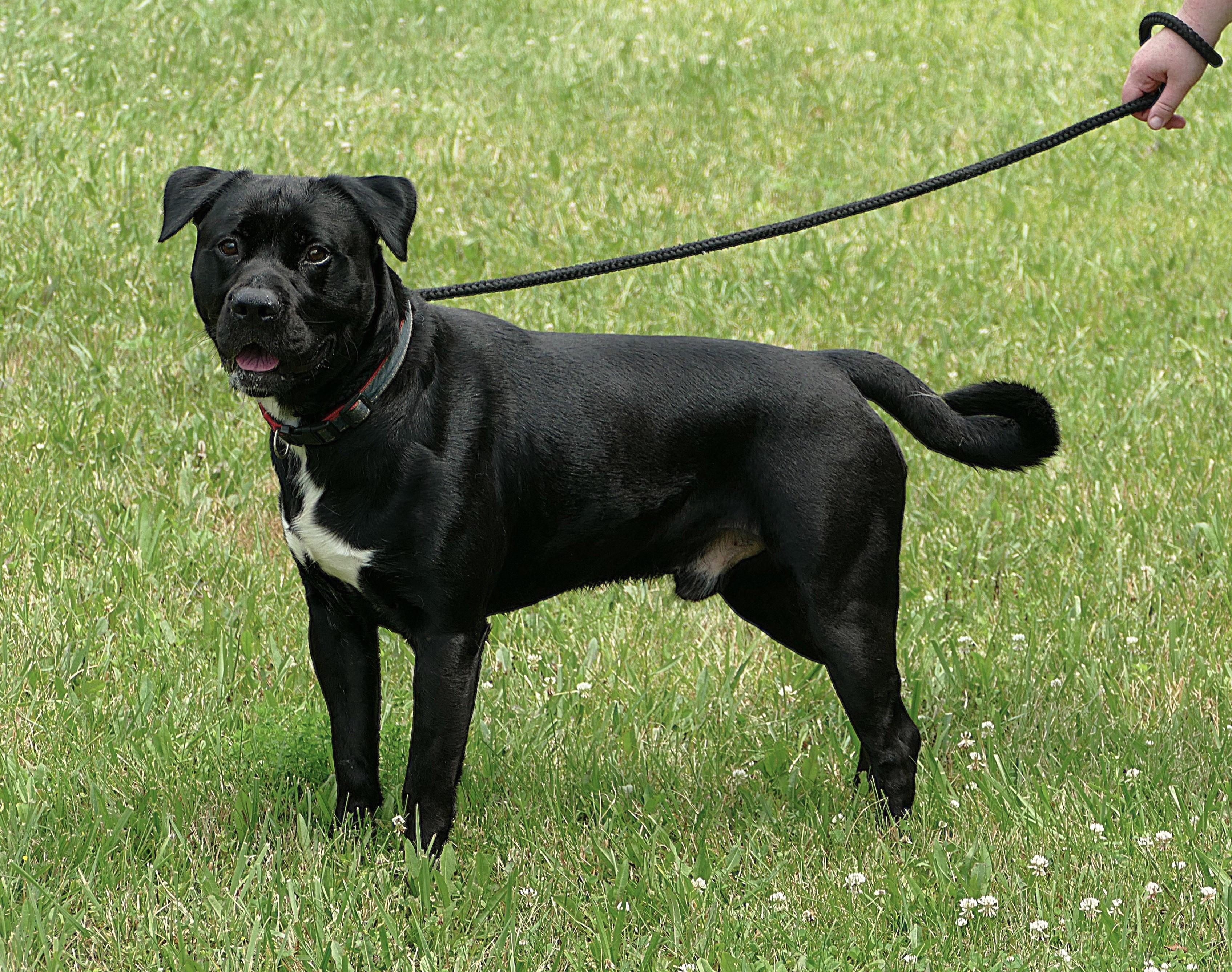 ONYX, an adoptable mixed breed in Beechbottom, WV image 2/6