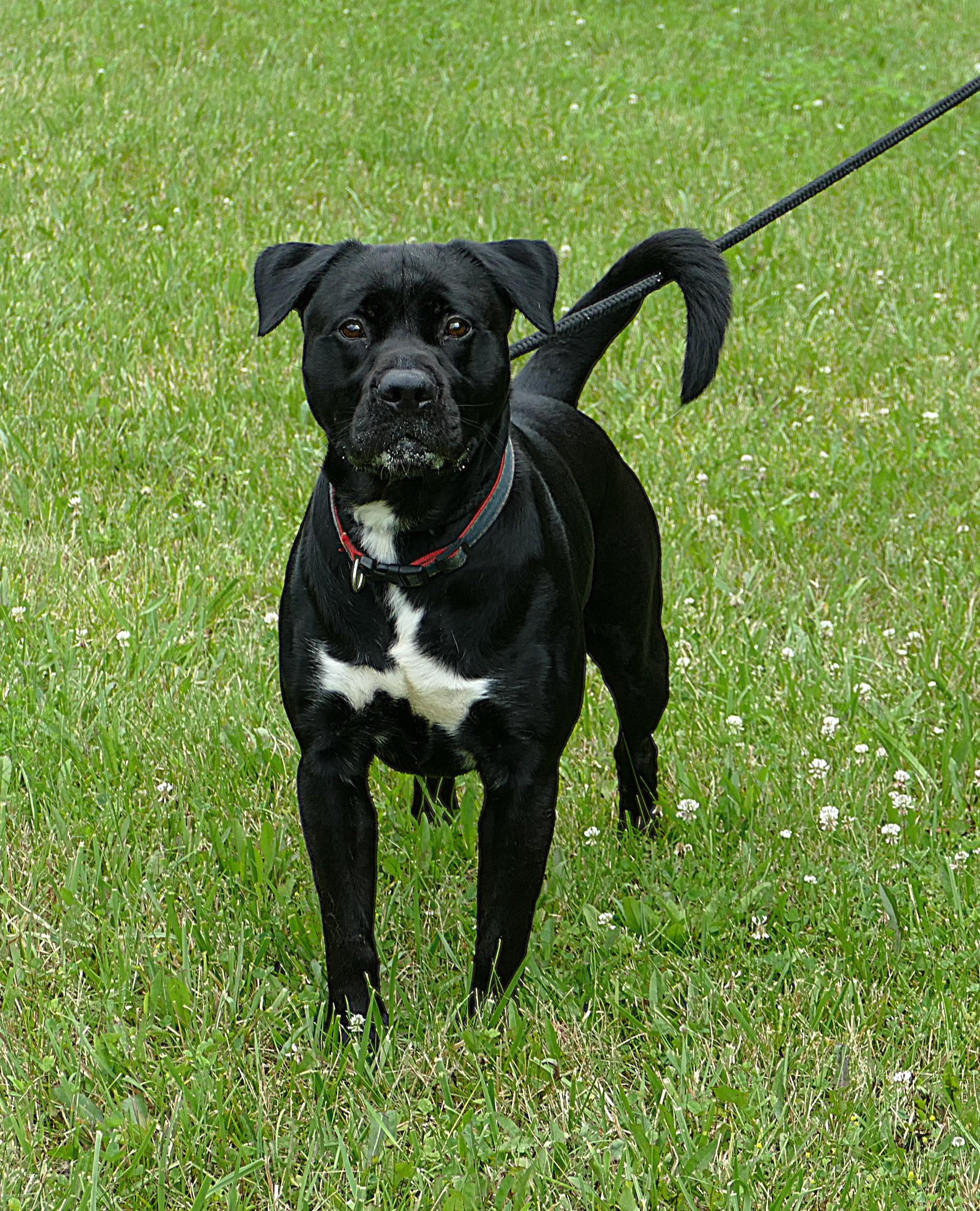 ONYX, an adoptable mixed breed in Beechbottom, WV image 4/6