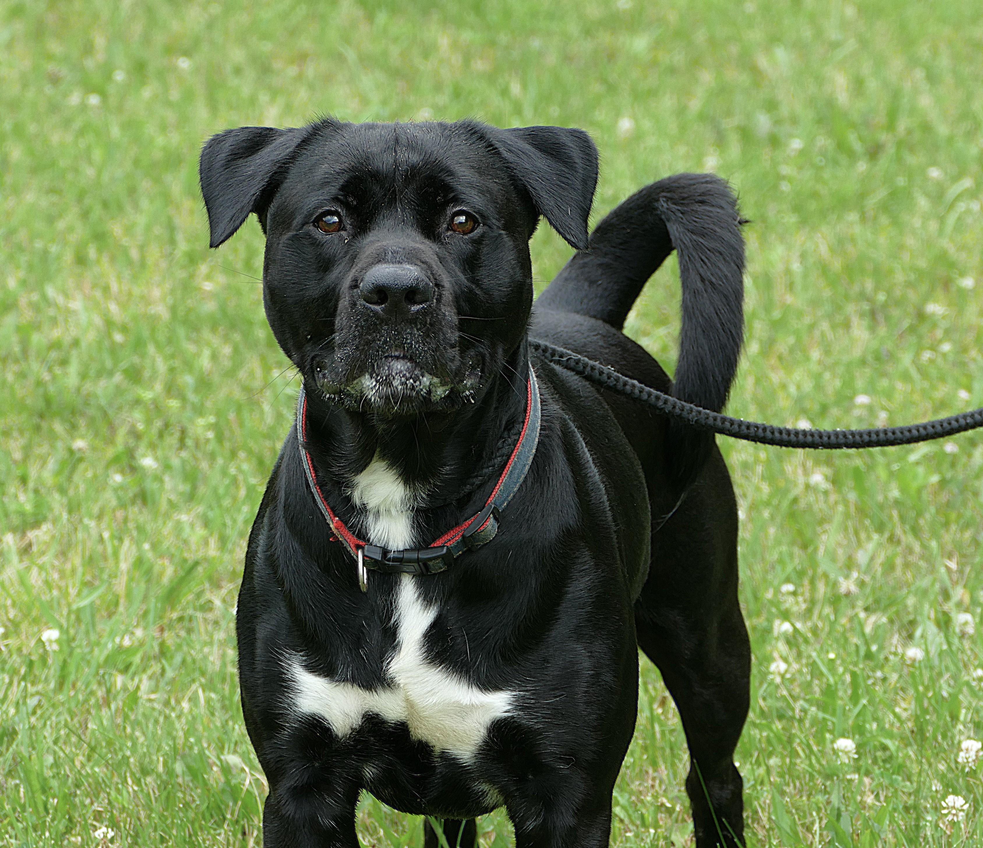 ONYX, adoptable, Adult Male Labrador Retriever & Pit Bull Terrier.