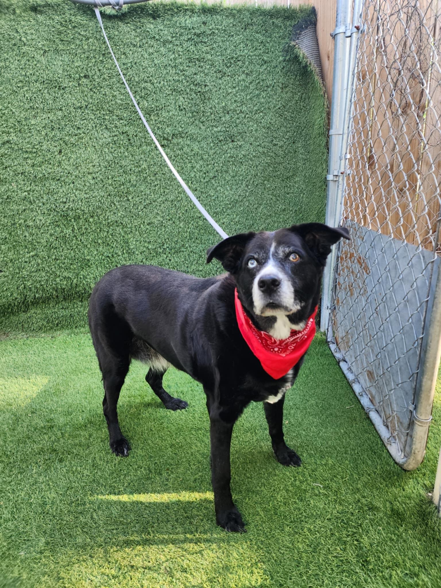 Raven — thumbnail 5