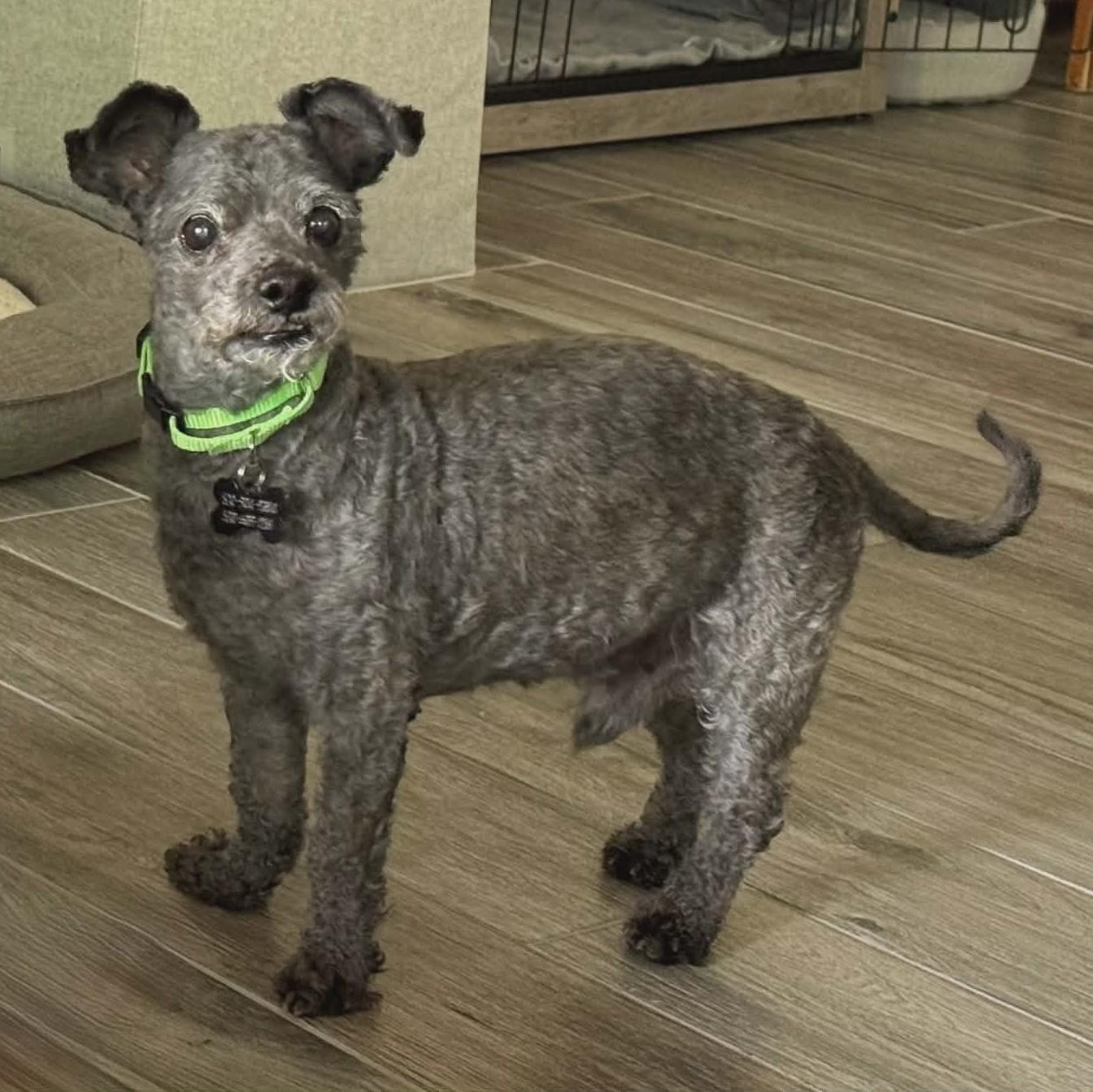 Enlarge Nino, a ADOPTABLE Miniature Poodle in Marana, AZ image 3/5