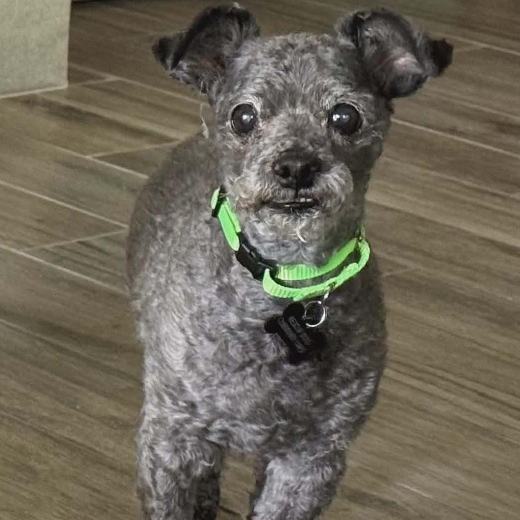 Nino, ADOPTABLE, Senior Male Miniature Poodle.