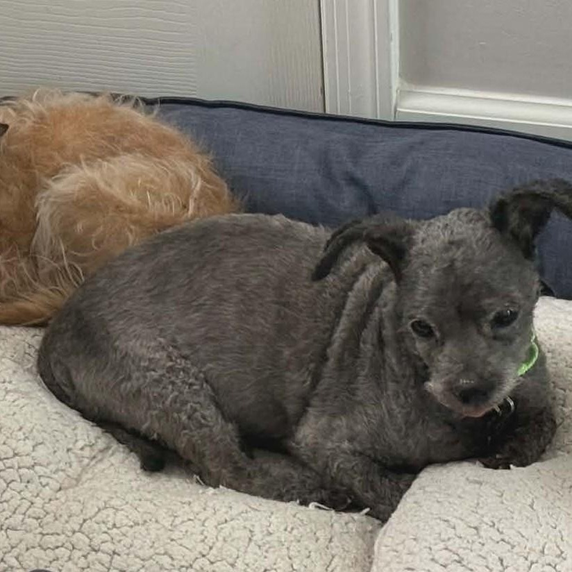 Enlarge Nino, a ADOPTABLE Miniature Poodle in Marana, AZ image 2/5