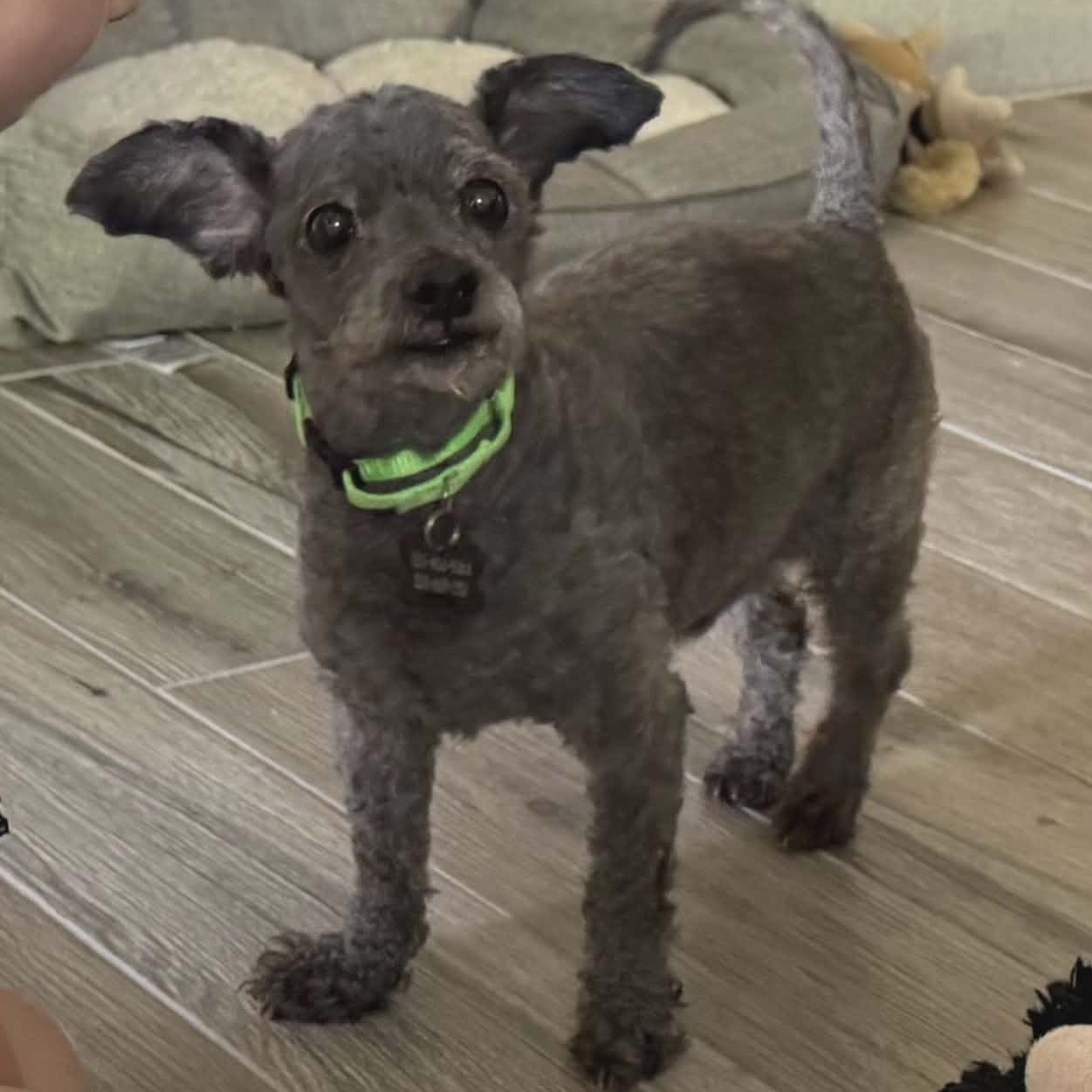 Enlarge Nino, a ADOPTABLE Miniature Poodle in Marana, AZ image 5/5